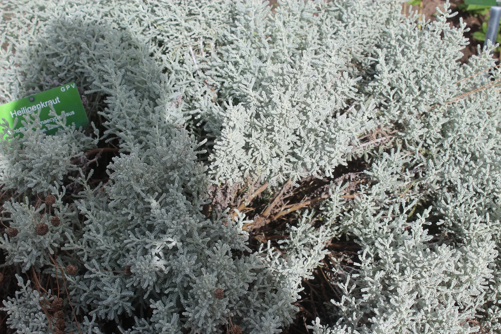 Gray Lavender Cotton (Santolina Chamaecyparissus) — button-like yellow flowers on erect stems that rise just above the foliage; or as a low hedge can create a