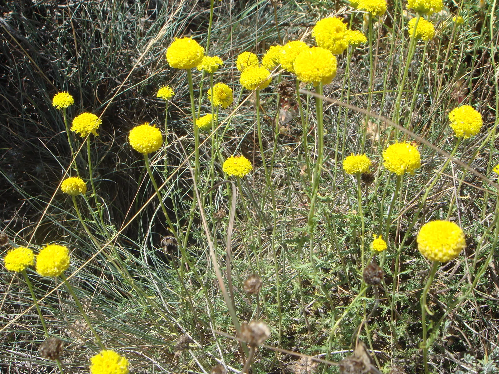 Gray Lavender Cotton (Santolina Chamaecyparissus) — yellow flowers in the garden