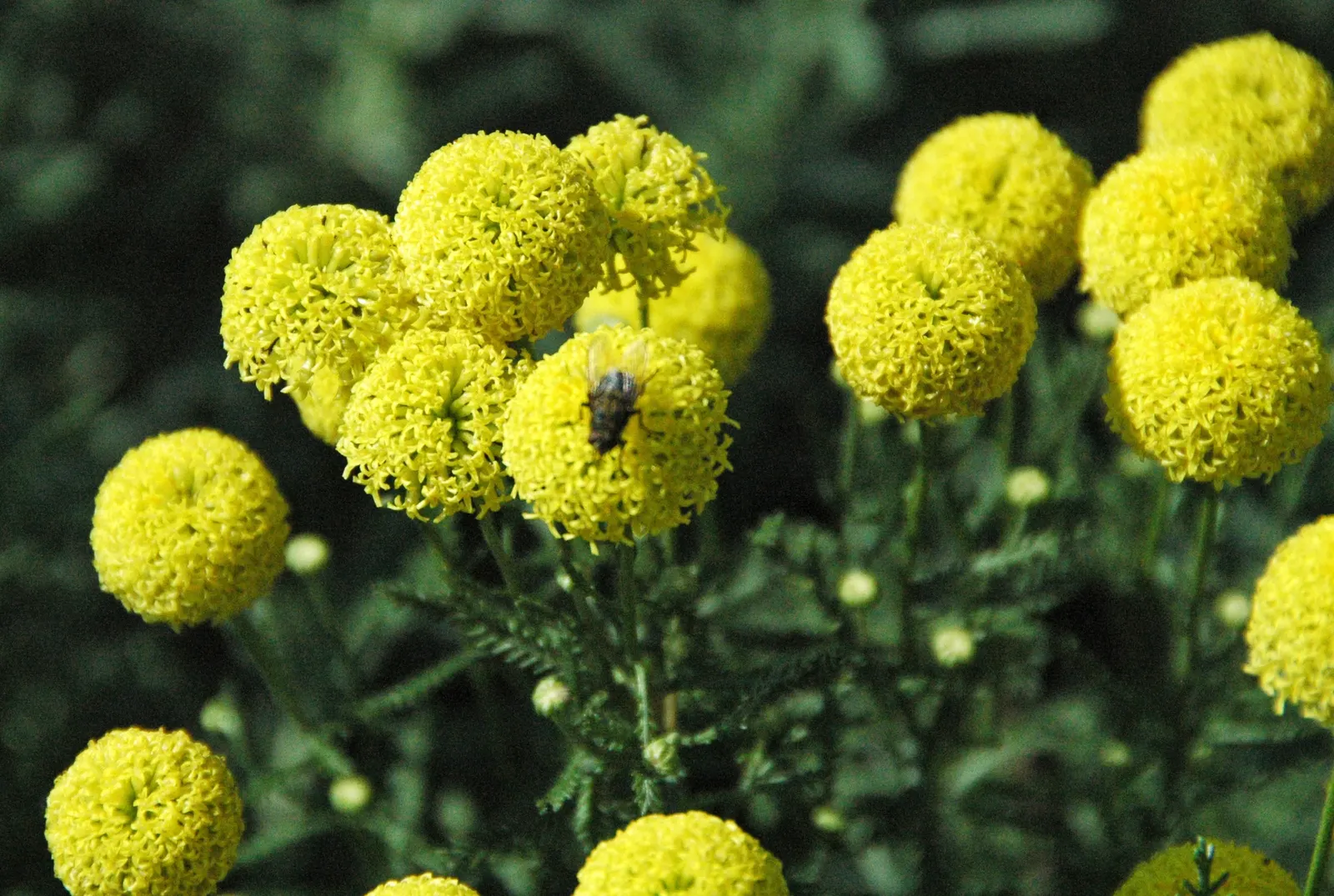 Gray Lavender Cotton (Santolina Chamaecyparissus) — Yellow button-like flowers emerge in summer, reaching up to 30 inches; these flowers can be left to