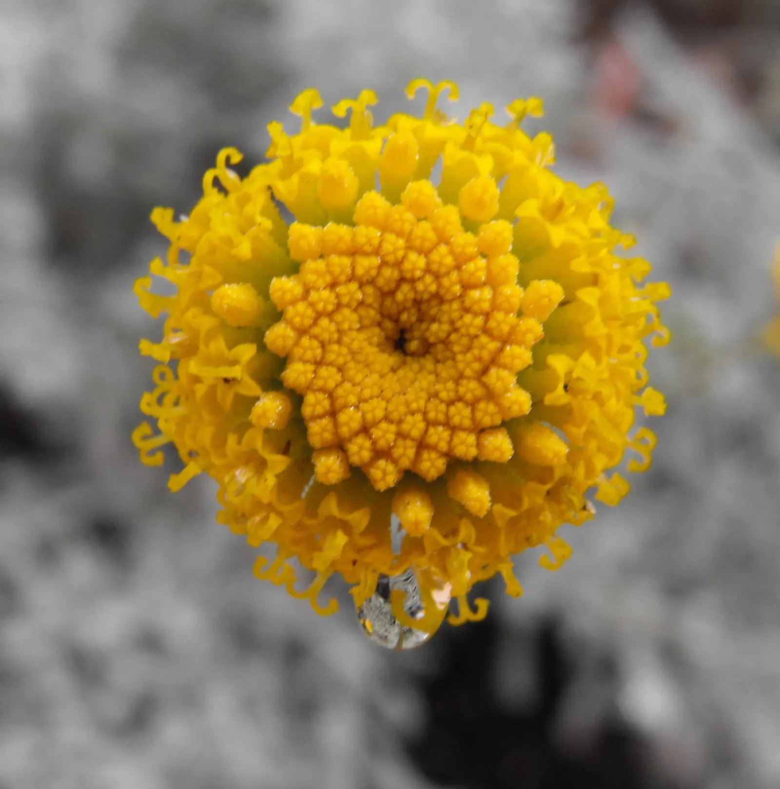 Gray Lavender Cotton (Santolina Chamaecyparissus) — providing a seasonal display of color