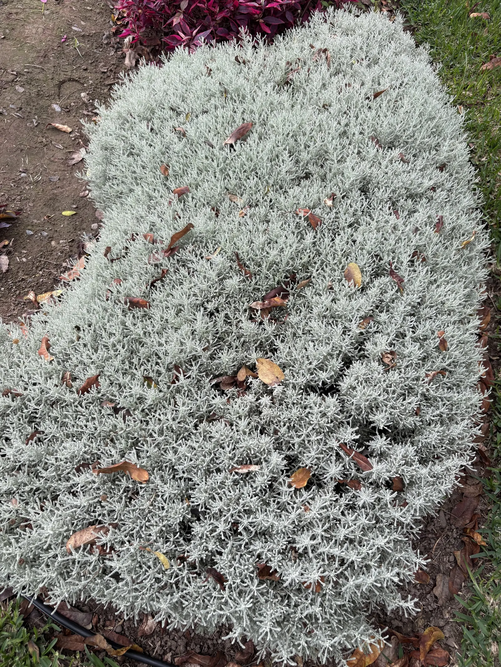 Gray Lavender Cotton (Santolina Chamaecyparissus) — providing a seasonal display of color; ground cover / shrub for full or half
