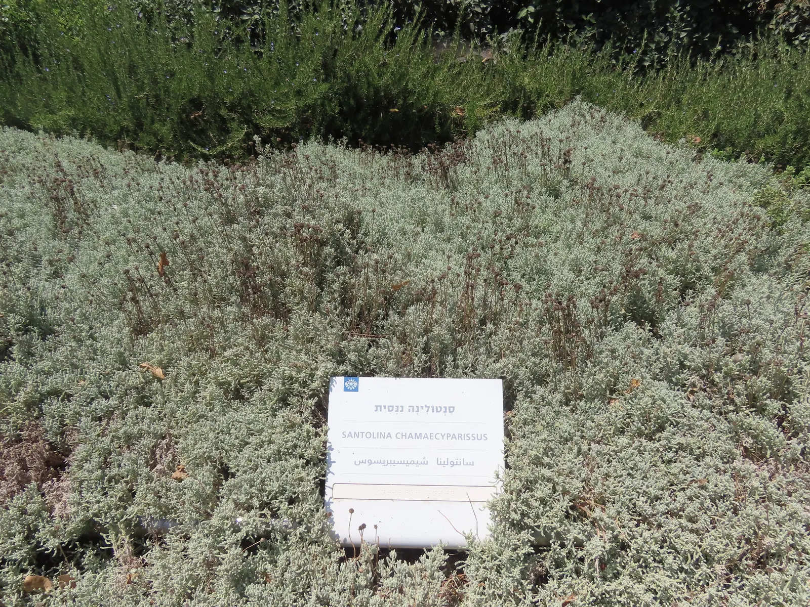 Gray Lavender Cotton (Santolina Chamaecyparissus) — is an evergreen dwarf shrub celebrated for its silvery-gray