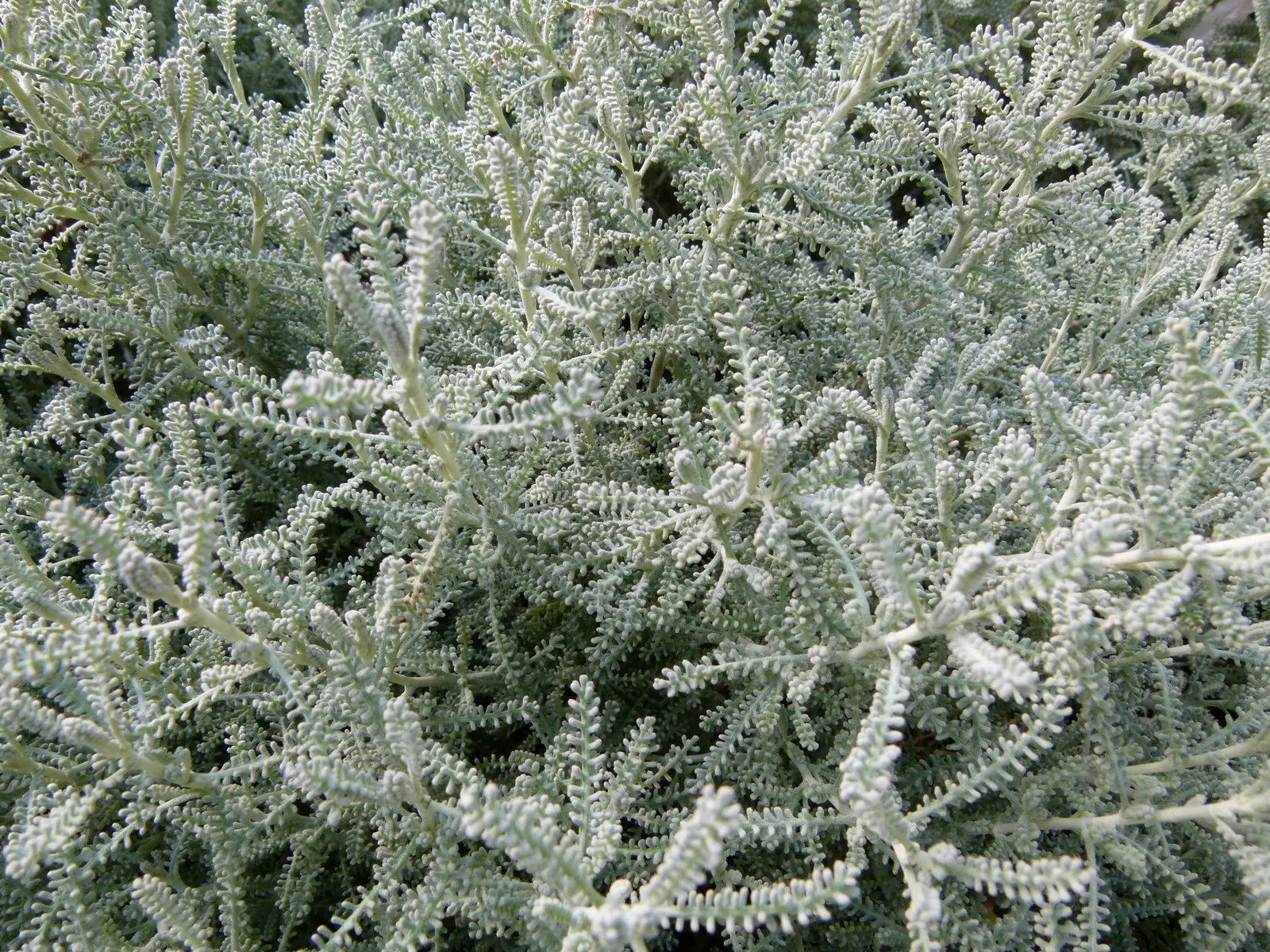 Gray Lavender Cotton (Santolina Chamaecyparissus) — or as a low hedge can create a pleasant visual and tactile experience; prune to maintain shape and