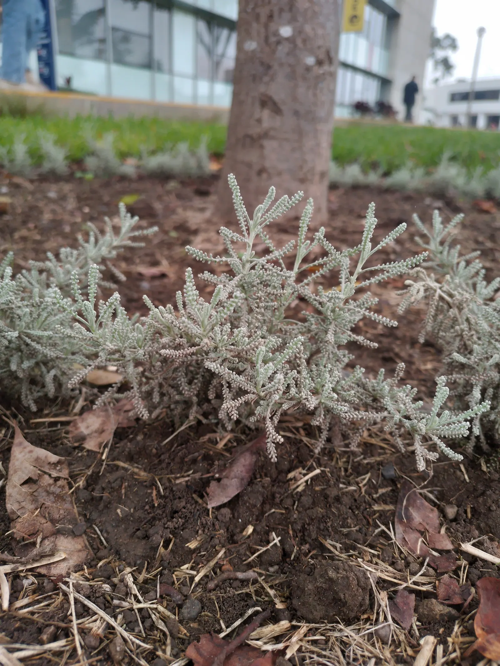 Gray Lavender Cotton (Santolina Chamaecyparissus) — Gray Lavender Cotton is notably drought-resistant; is an evergreen dwarf shrub celebrated for its