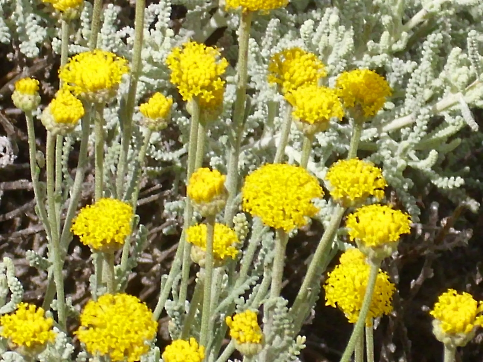 Gray Lavender Cotton (Santolina Chamaecyparissus) — stress the plant's low water needs post-establishment; asking for occasional trimming to prevent woodiness