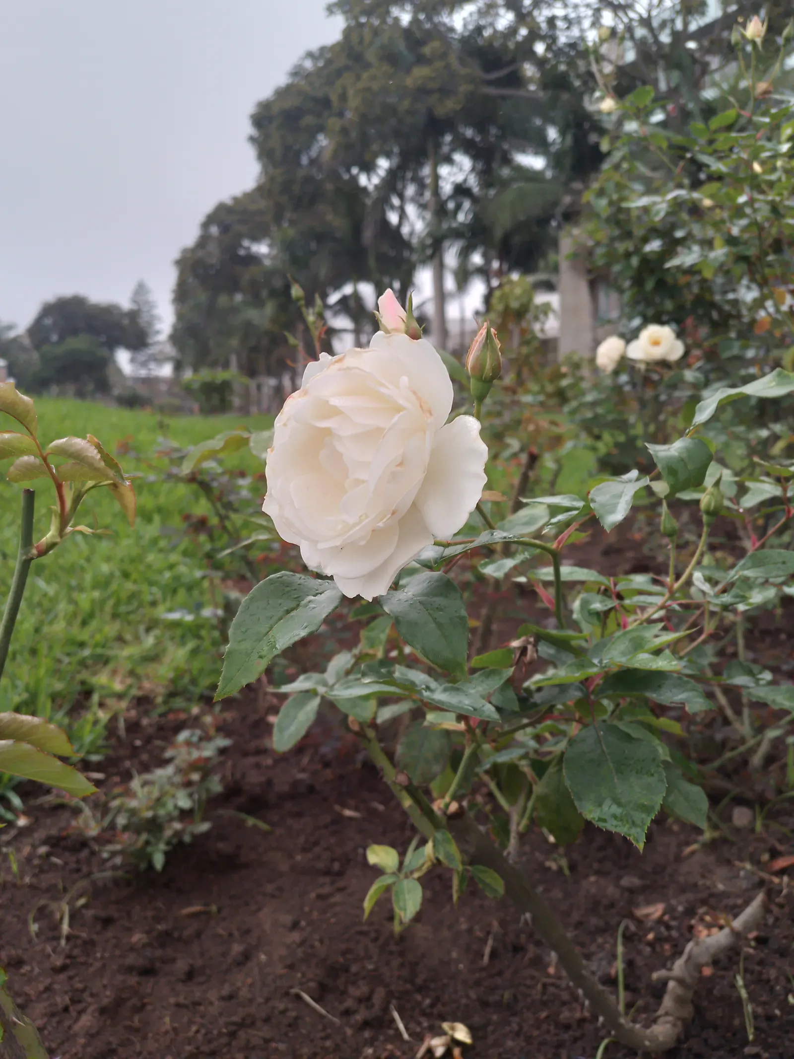 Gray Lavender Cotton (Santolina Chamaecyparissus) — when informing the client