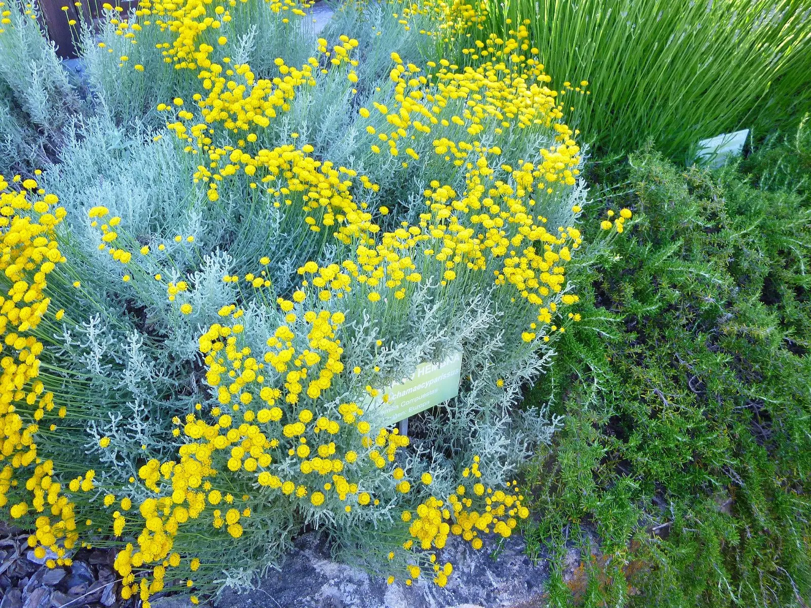 Gray Lavender Cotton (Santolina Chamaecyparissus) — Thrives in USDA zones 6-9, preferring full sun and well-draining soil; its role in pollinator attraction
