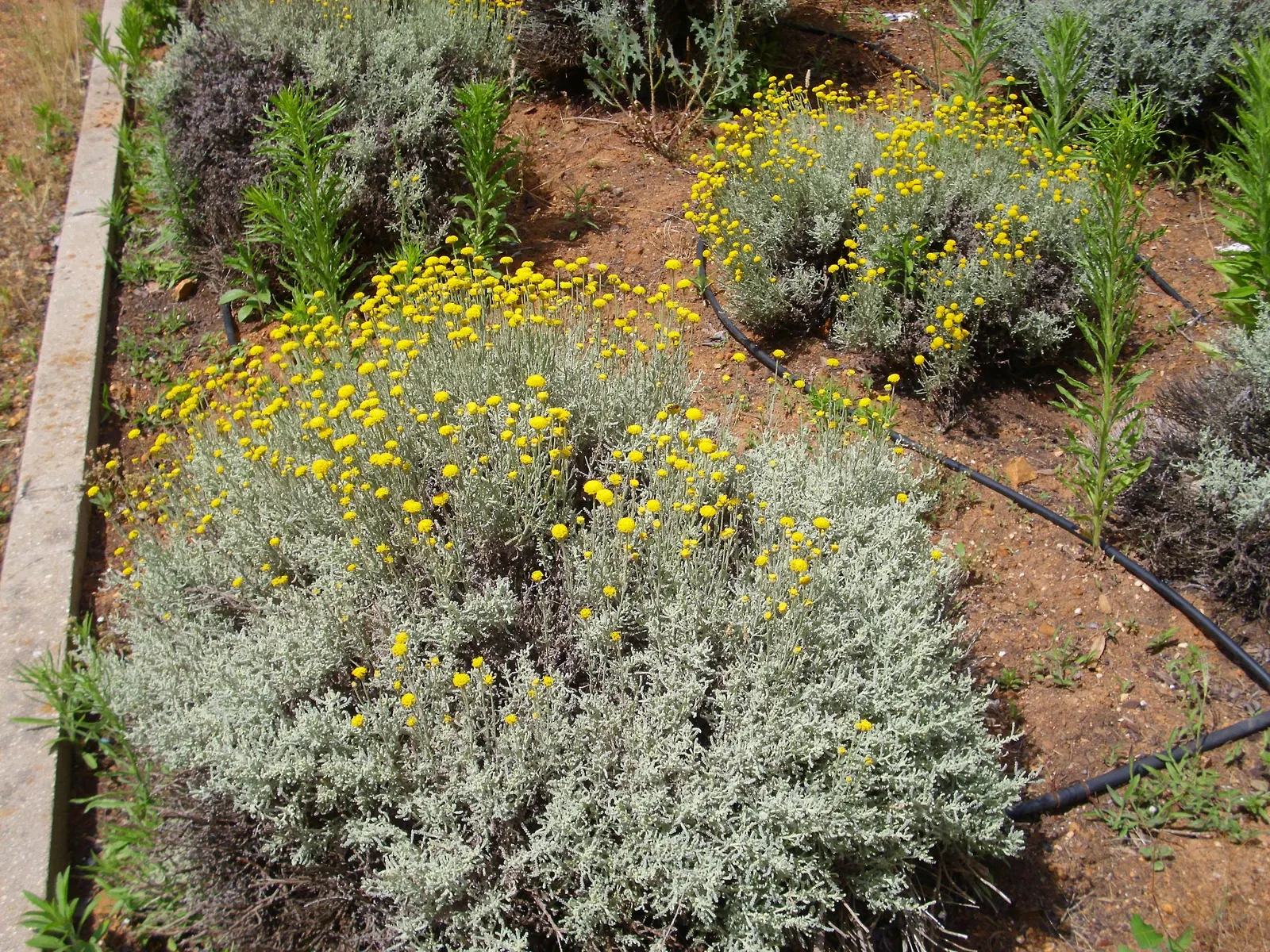 Gray Lavender Cotton (Santolina Chamaecyparissus) — ensuring optimal growth and health