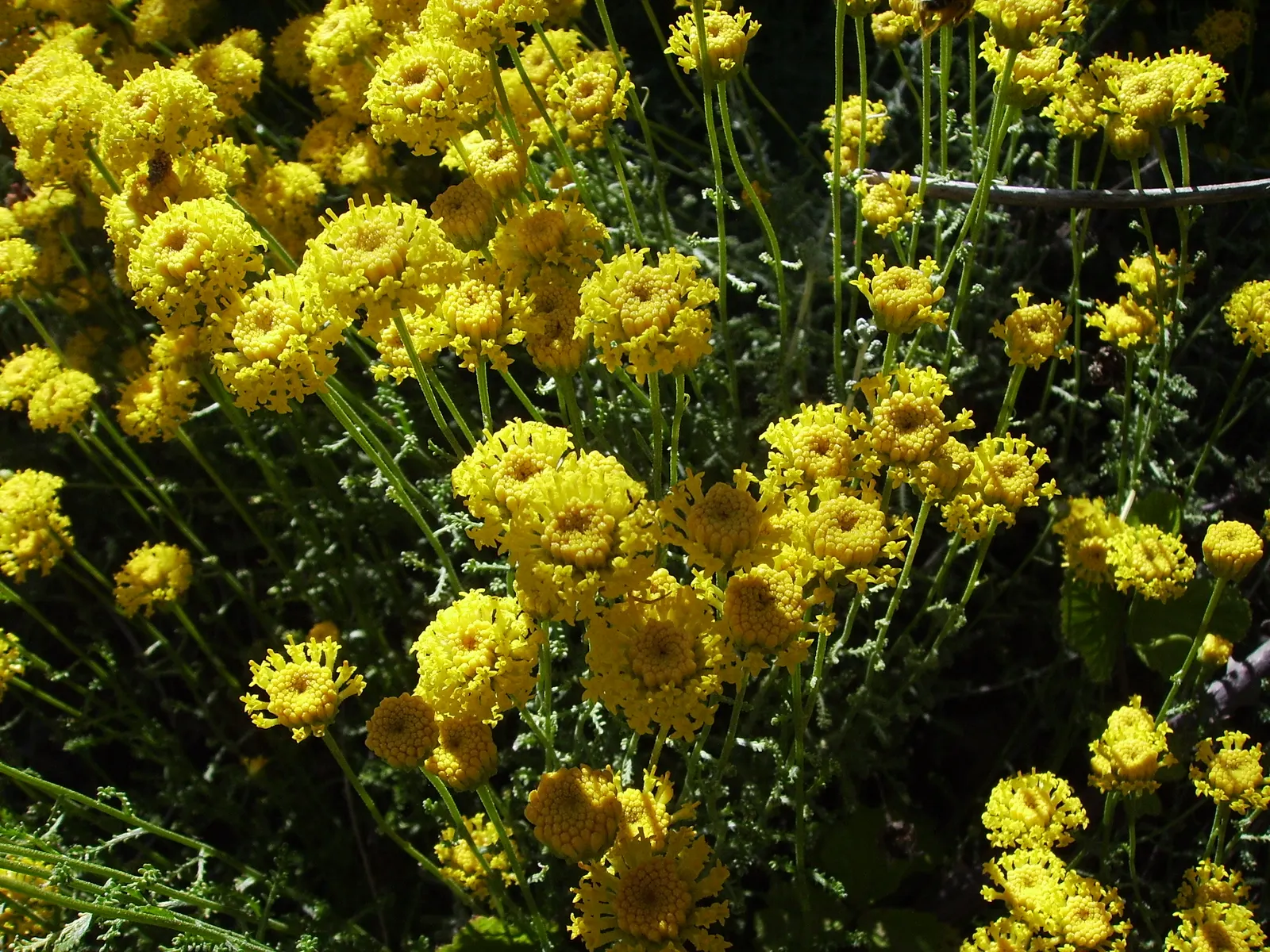 Gray Lavender Cotton (Santolina Chamaecyparissus) — Thrives in USDA zones 6-9, preferring full sun and well-draining soil