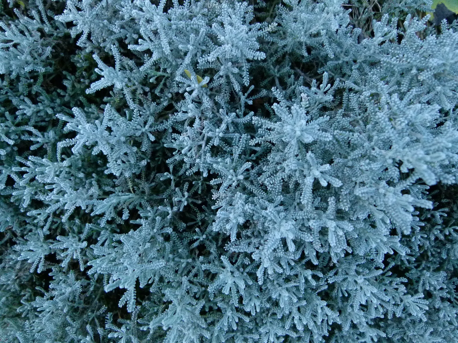 Gray Lavender Cotton (Santolina Chamaecyparissus) — when informing the client; ensuring optimal growth and health