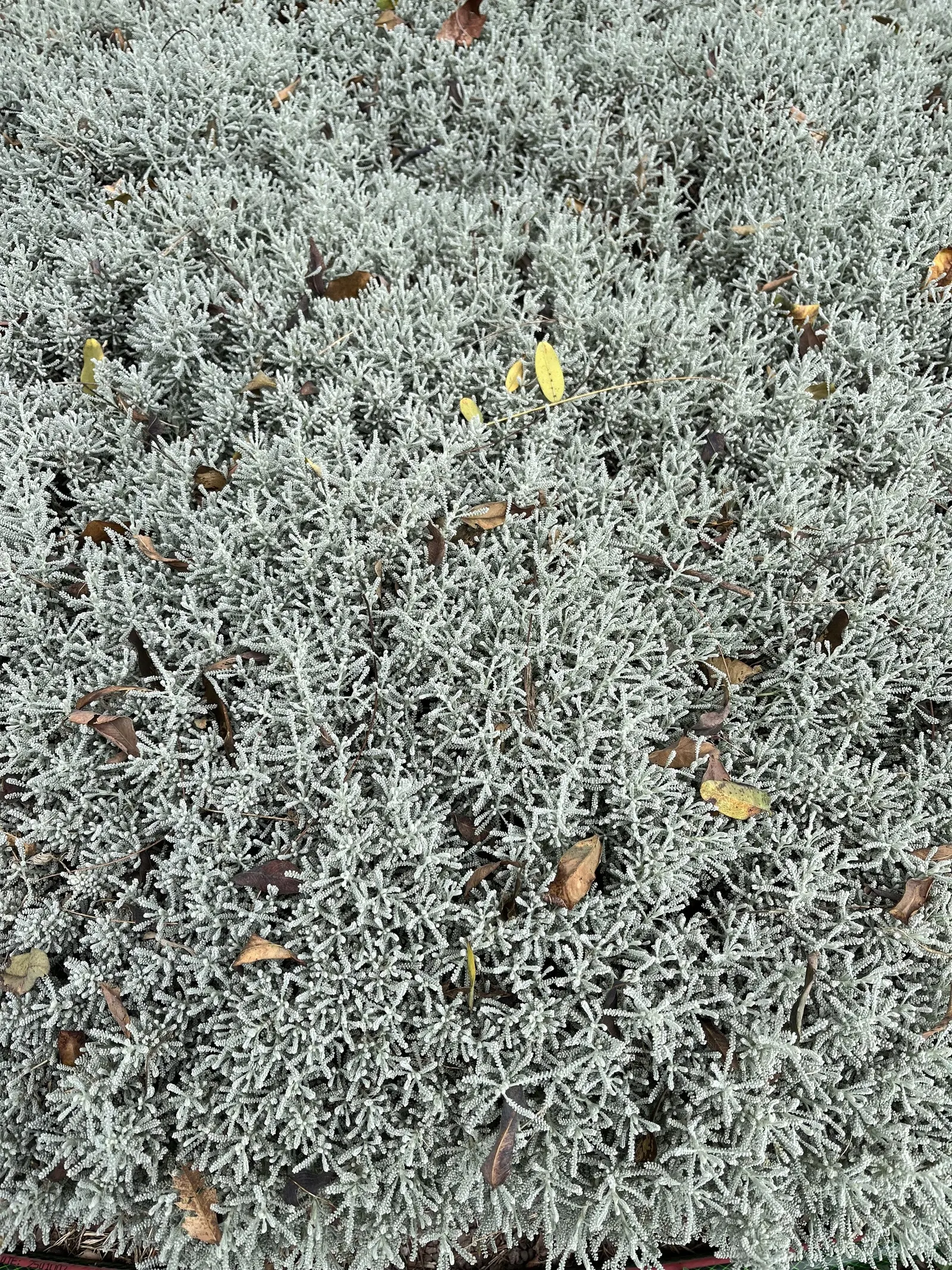 Gray Lavender Cotton (Santolina Chamaecyparissus) — Strategic placement in rock gardens