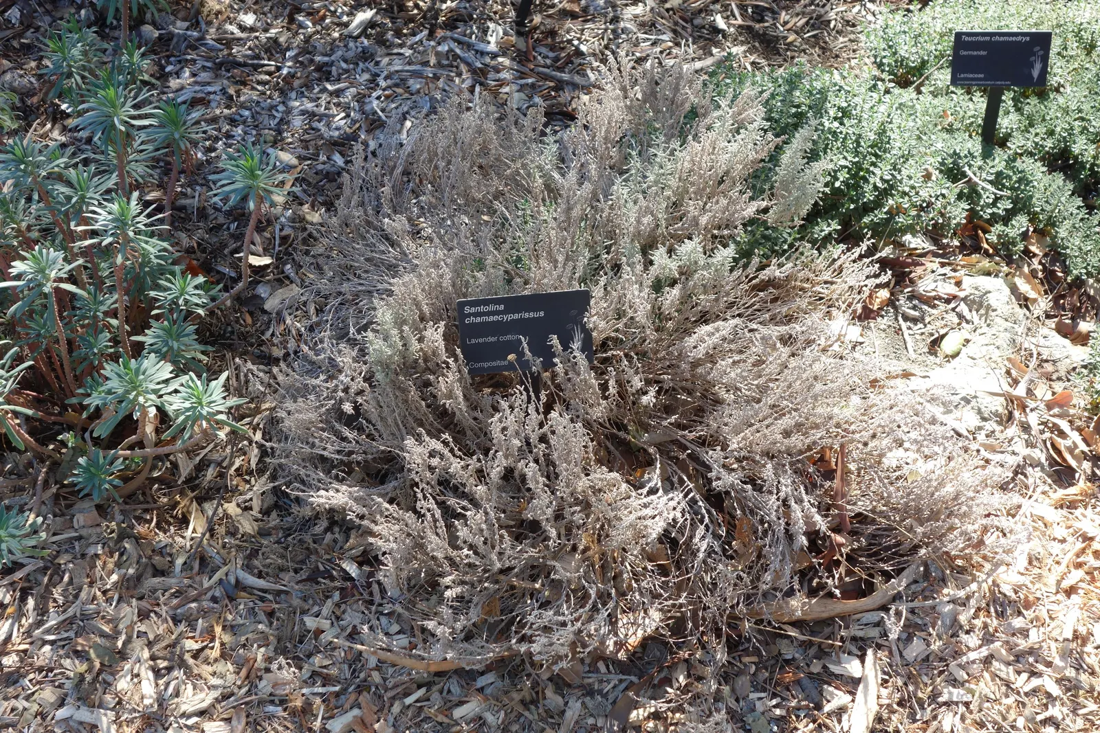 Gray Lavender Cotton (Santolina Chamaecyparissus) — Strategic placement in rock gardens; ground cover / shrub with yellow blooms
