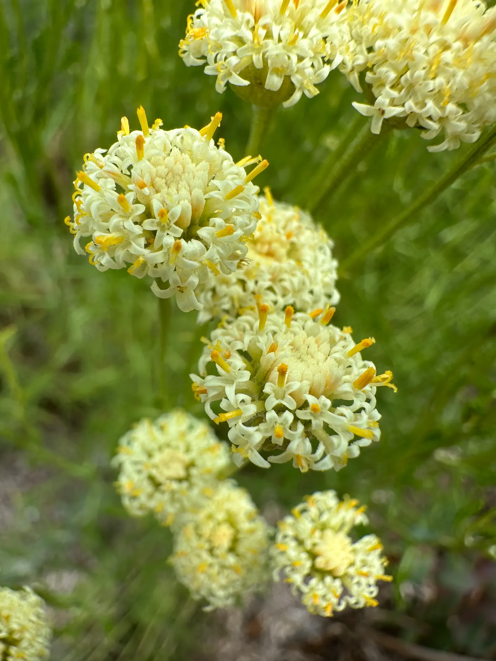 Gray Lavender Cotton (Santolina Chamaecyparissus) — which brings a striking contrast to any garden setting