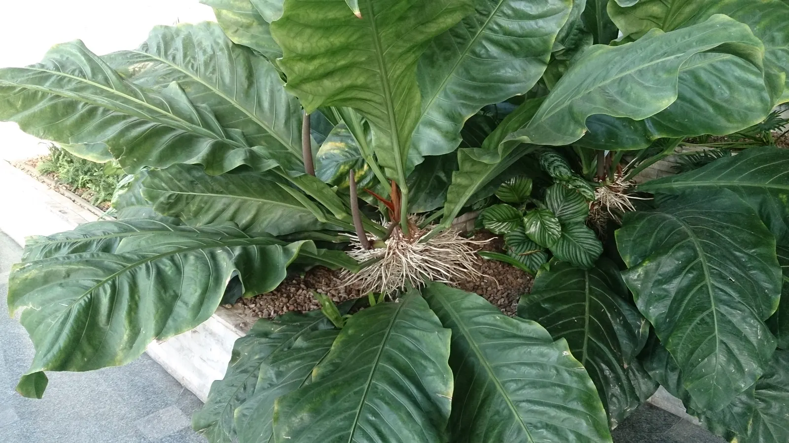 Bird's Nest Anthurium (Anthurium Hookeri) — not as flashy as the flowers of other anthurium species.<br><br>For landscape designs