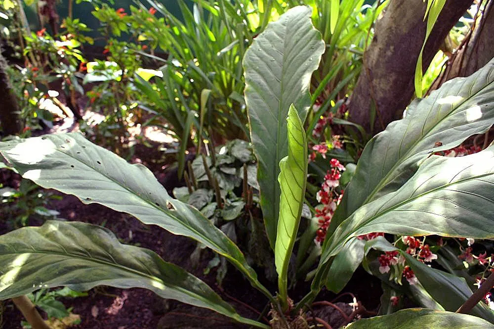Bird's Nest Anthurium (Anthurium Hookeri) — it is best placed in areas with bright