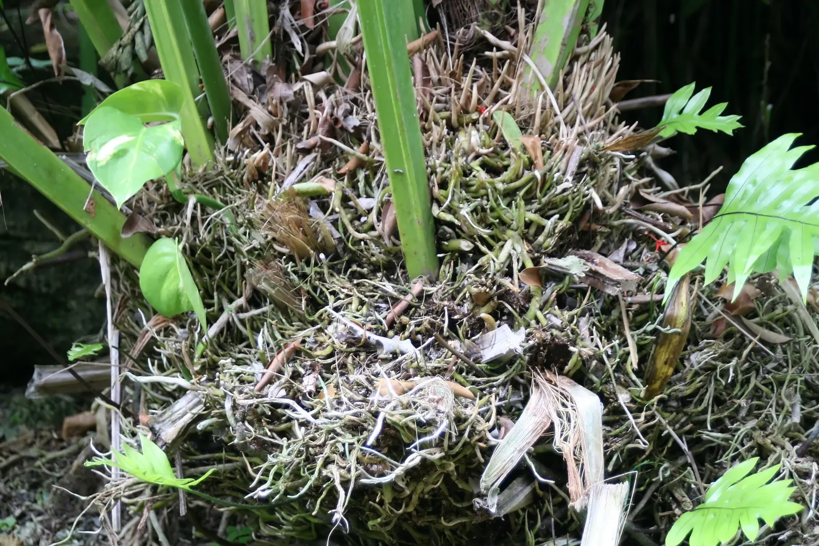 Bird's Nest Anthurium (Anthurium Hookeri) — and thrives in partial to full shade