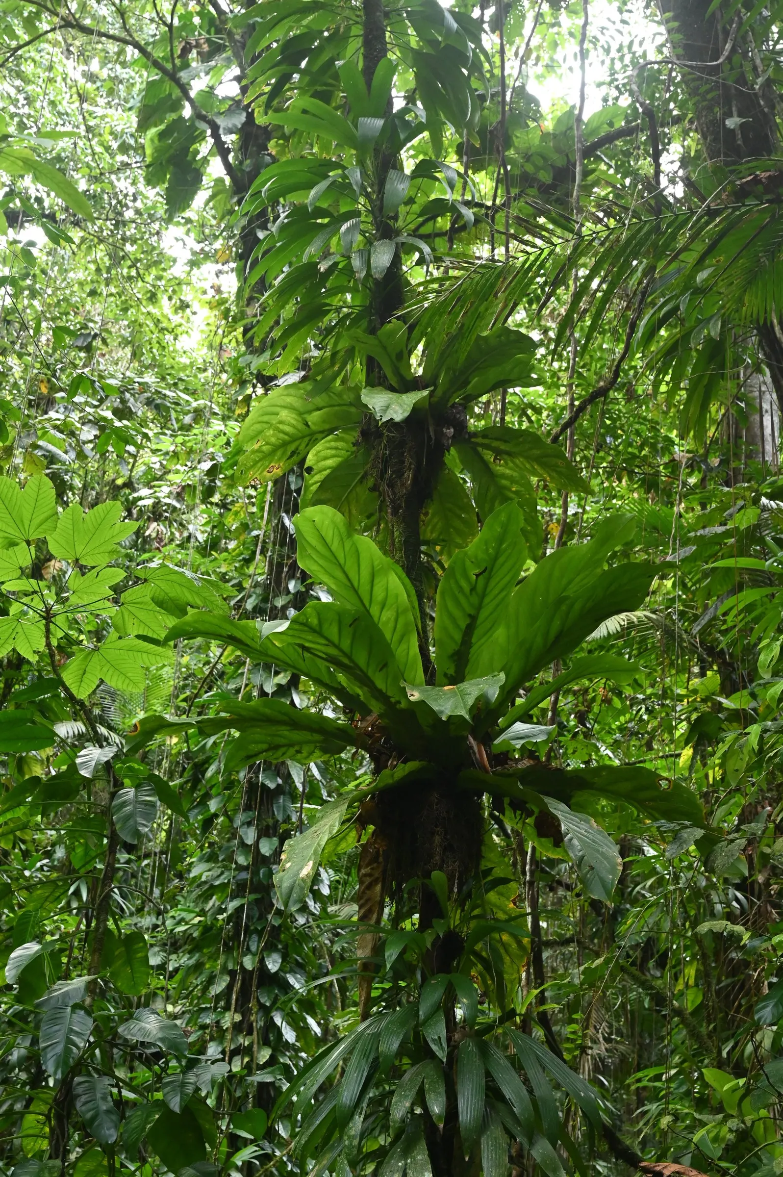 Bird's Nest Anthurium (Anthurium Hookeri) — tropical ambiance to any landscape design