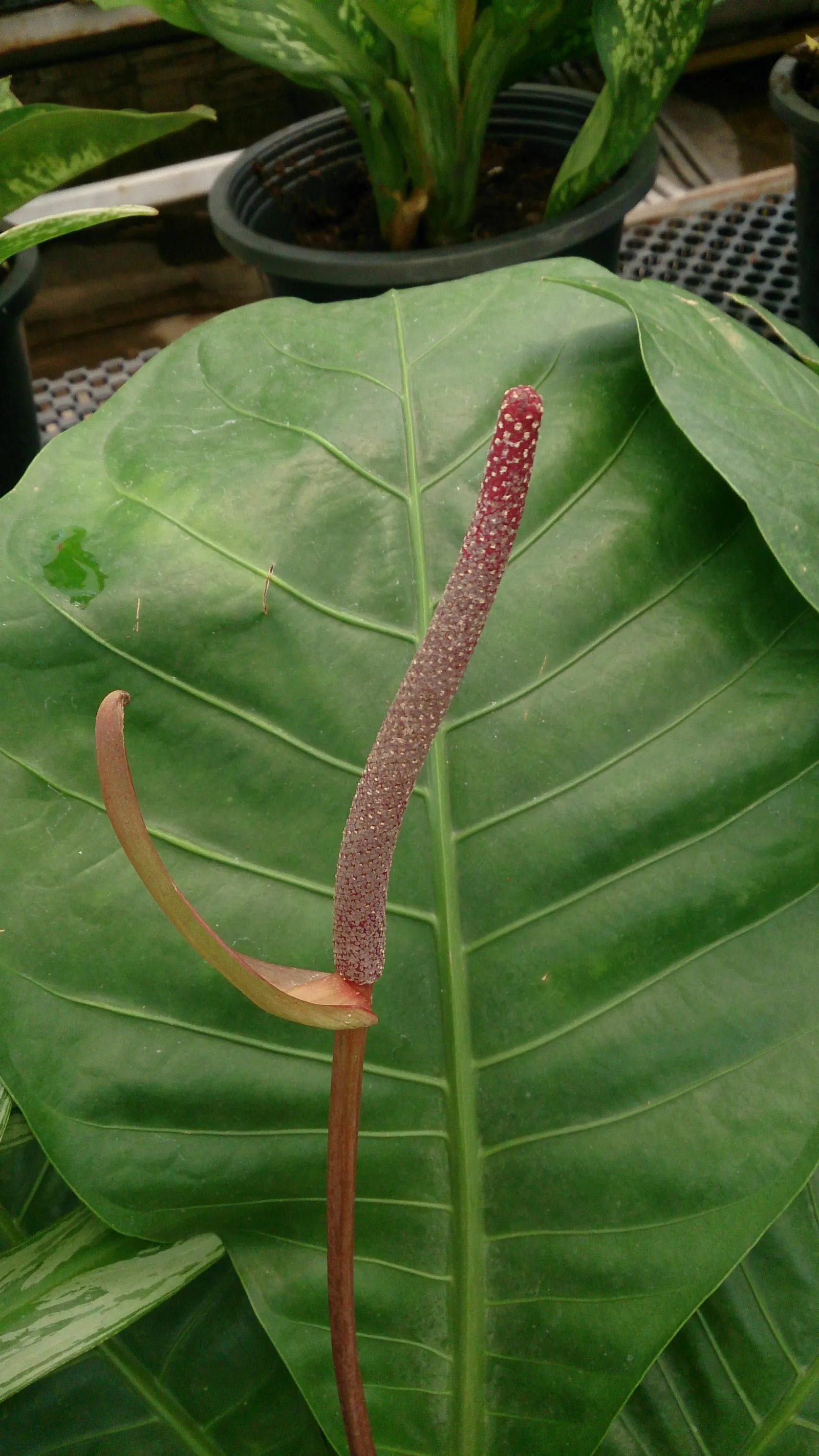 Bird's Nest Anthurium (Anthurium Hookeri) — not as flashy as the flowers of other anthurium species.<br><br>For landscape designs; producing inconspicuous
