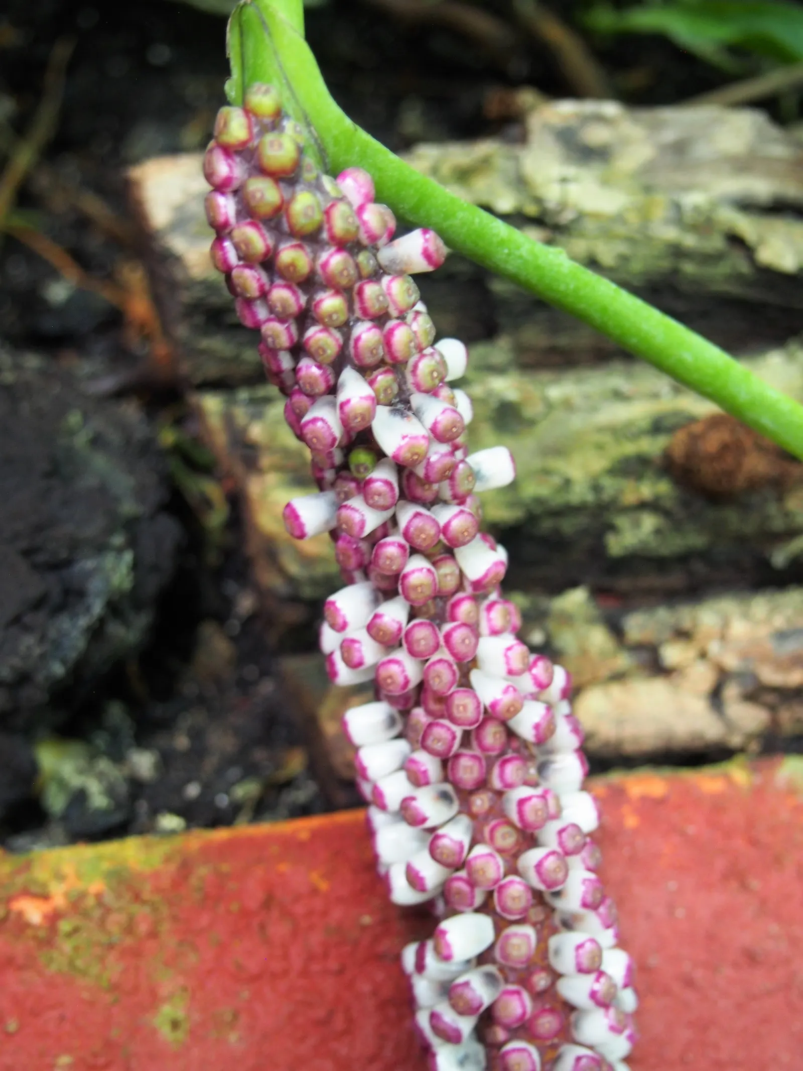 Bird's Nest Anthurium (Anthurium Hookeri) — it is best placed in areas with bright; mulch can be used to help retain soil moisture
