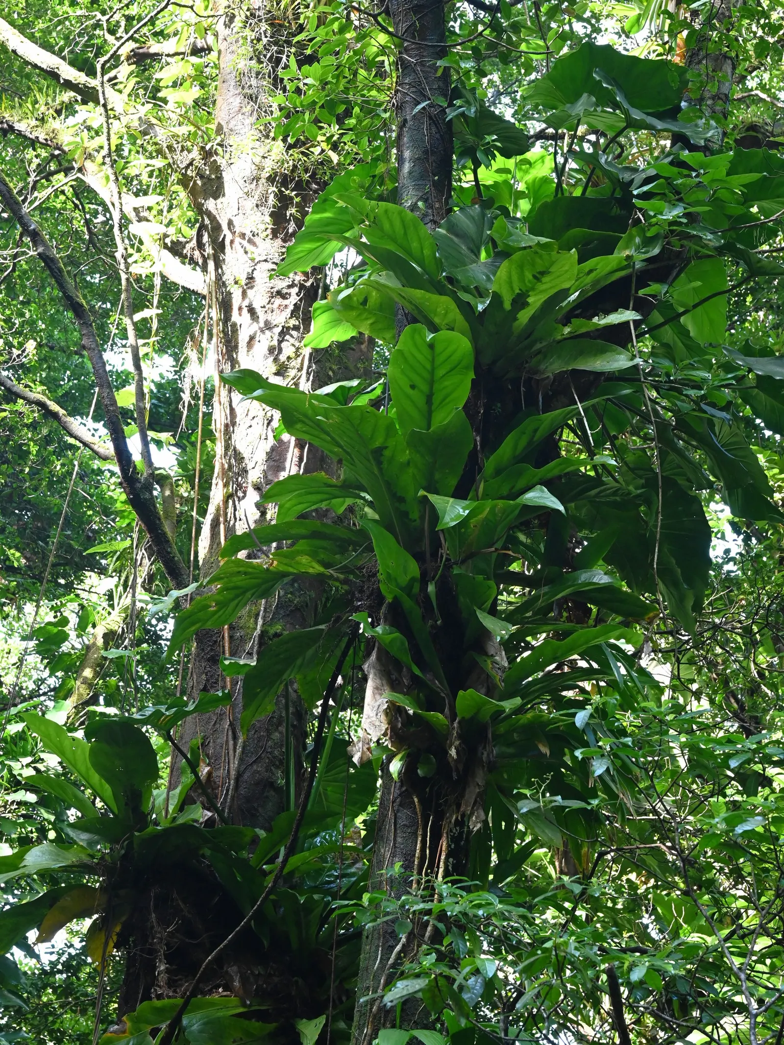 Bird's Nest Anthurium (Anthurium Hookeri) — producing inconspicuous flowers with a spadix and spathe typical of anthuriums