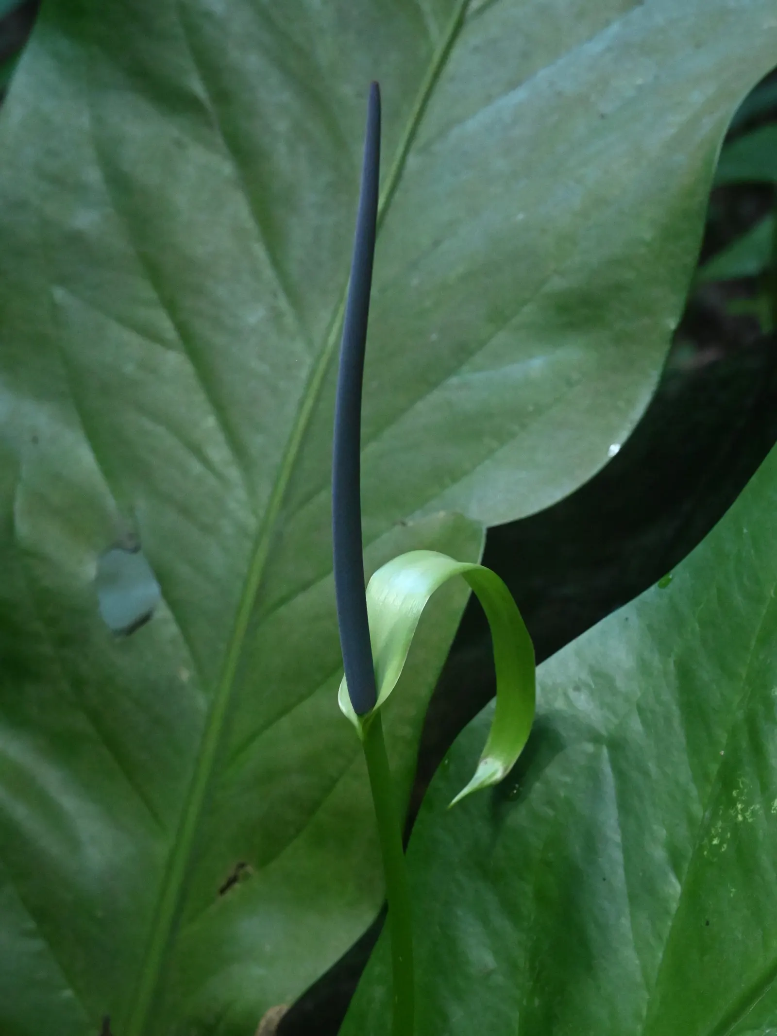 Bird's Nest Anthurium (Anthurium Hookeri) — The spadix is a pale spike