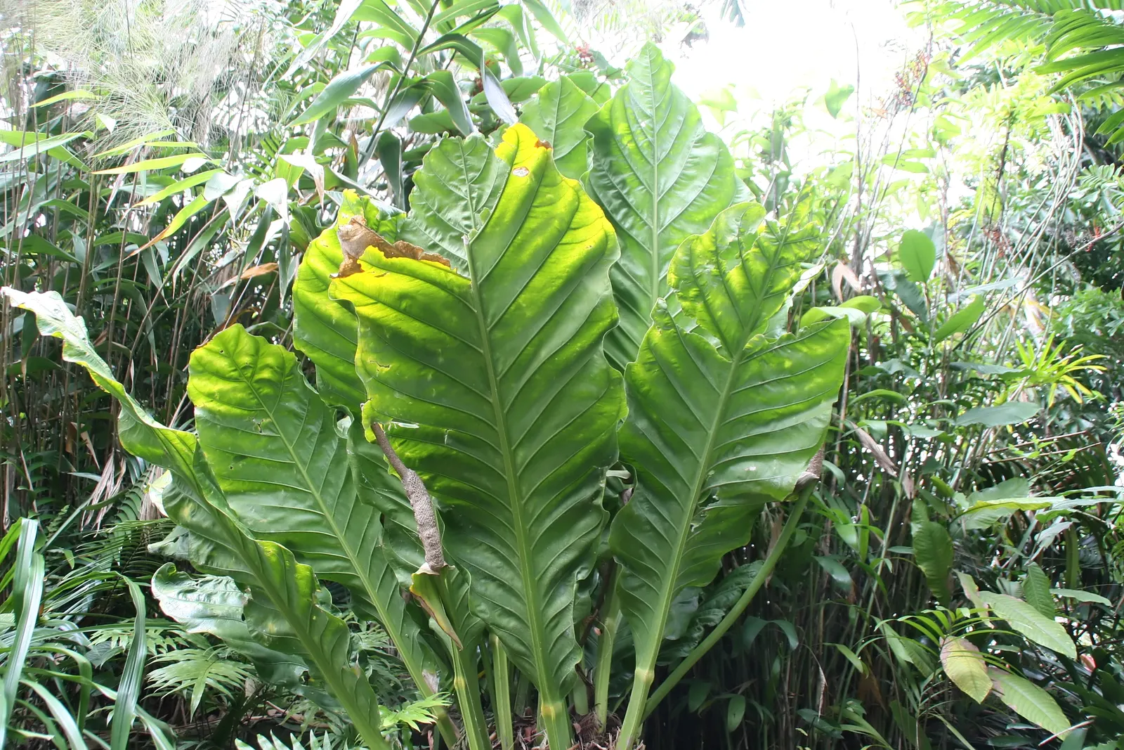 Bird's Nest Anthurium (Anthurium Hookeri) — Native to the rainforests of Central and South America