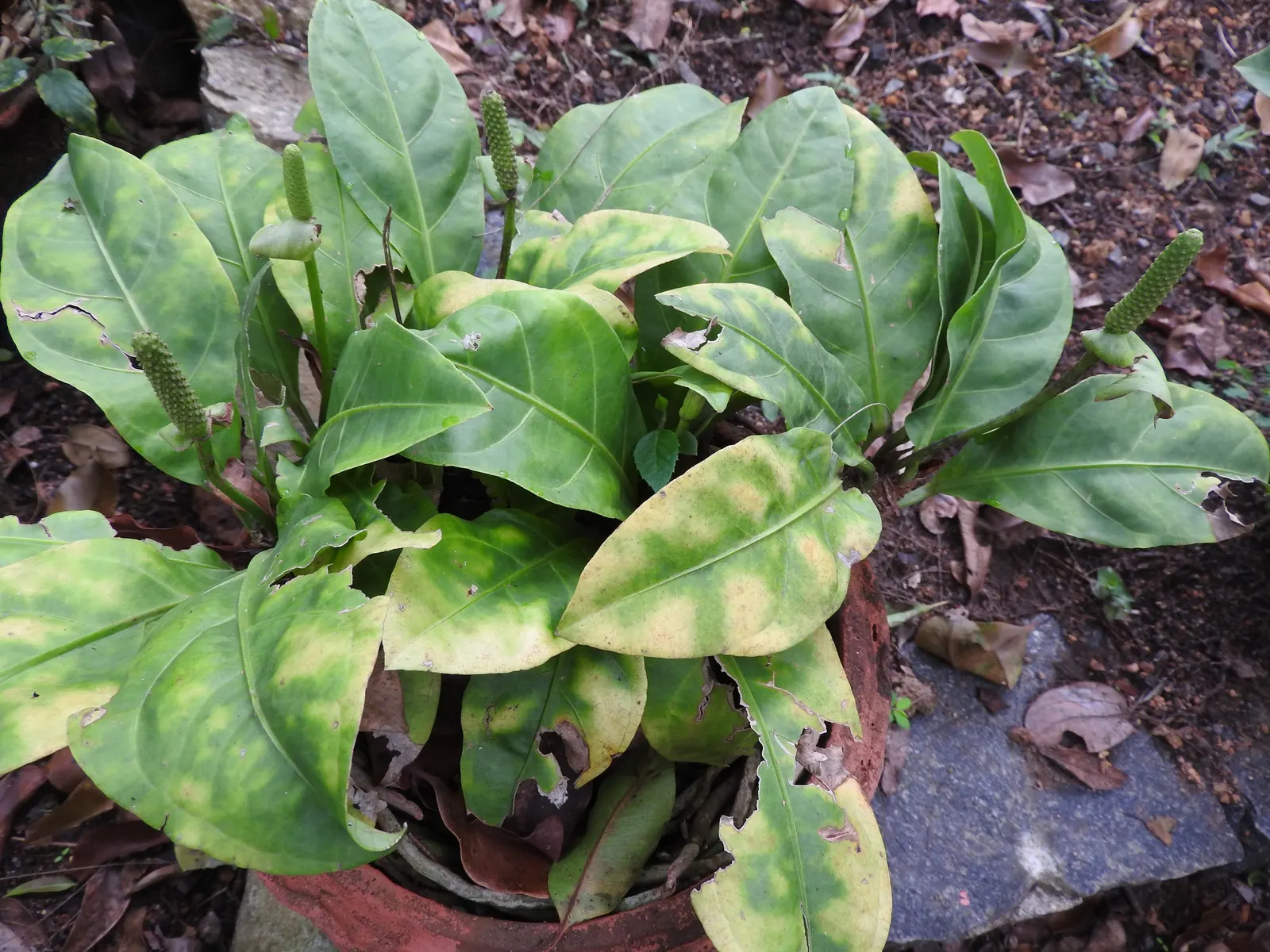 Bird's Nest Anthurium (Anthurium Hookeri) — tropical ambiance to any landscape design; perennial for shade