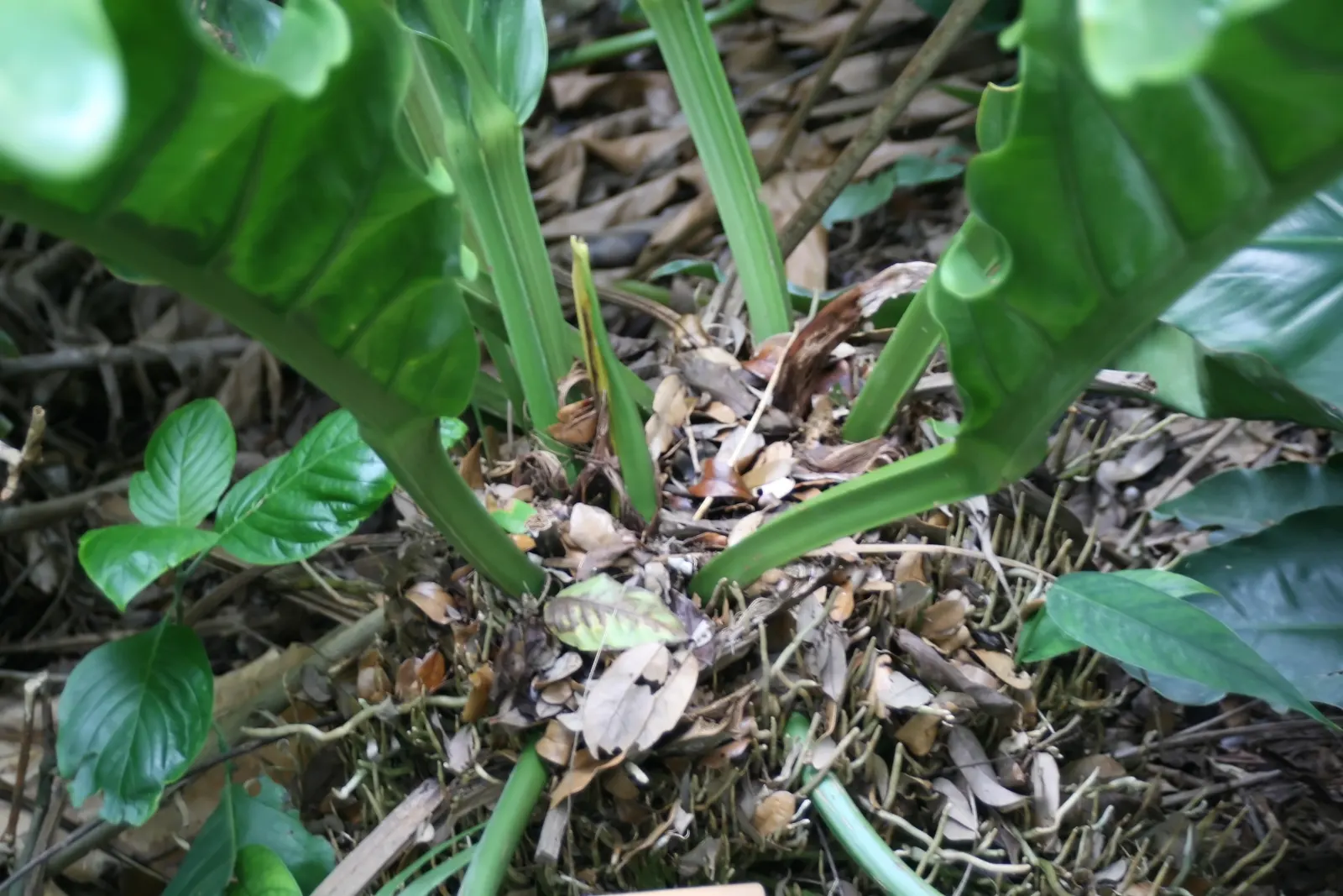 Bird's Nest Anthurium (Anthurium Hookeri) — where it receives dappled sunlight.<br><br>Anthurium hookeri is notable for its rosette formation of long; it is
