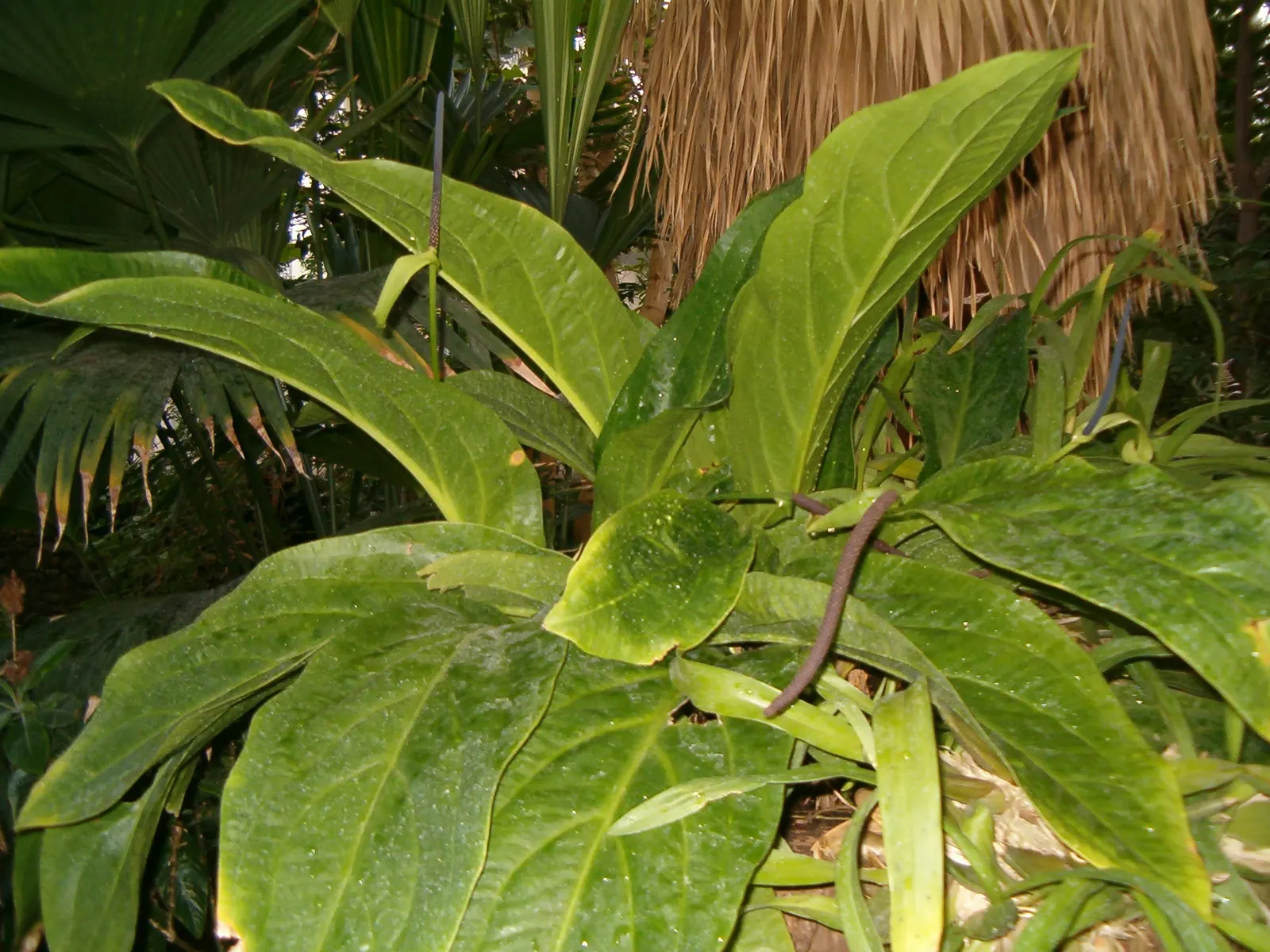 Bird's Nest Anthurium (Anthurium Hookeri) — where it receives dappled sunlight.<br><br>Anthurium hookeri is notable for its rosette formation of long
