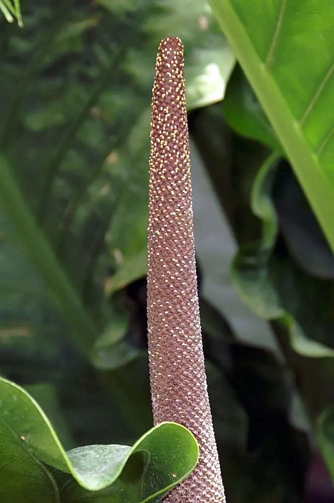 Bird's Nest Anthurium (Anthurium Hookeri) — 'Bird's Nest,' stems from the unique way its leaves form a central