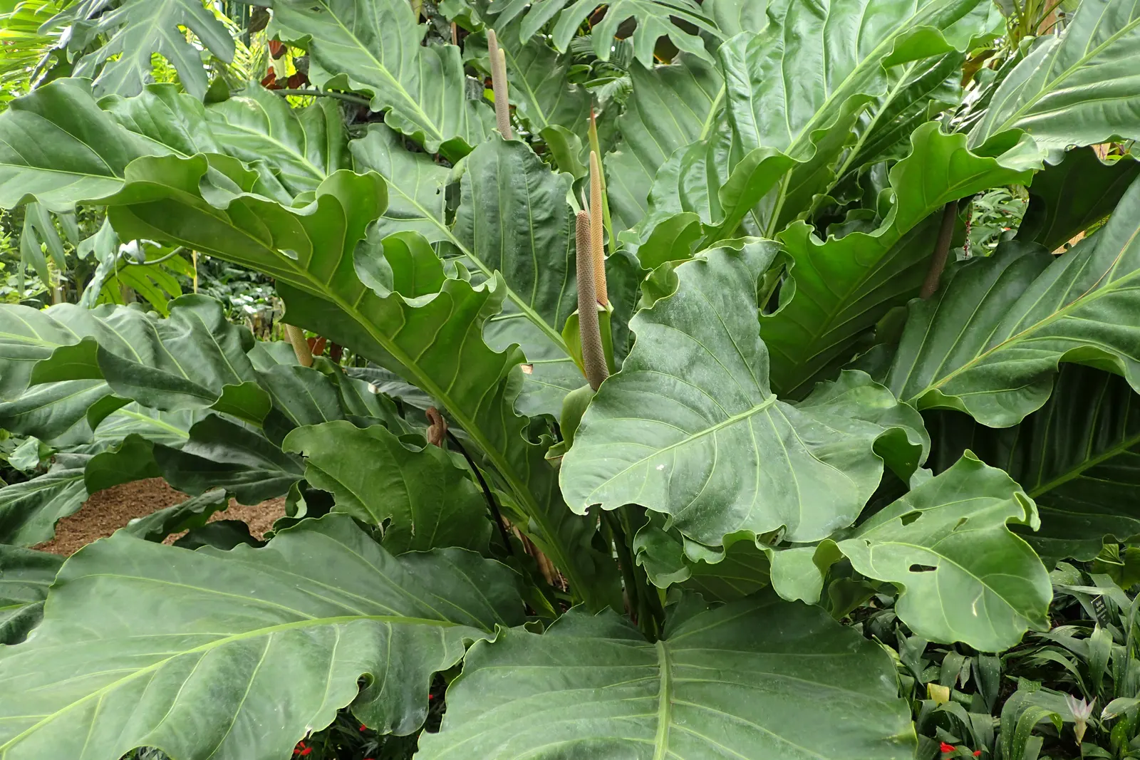 Bird's Nest Anthurium (Anthurium Hookeri) — This epiphytic plant produces inconspicuous flowers