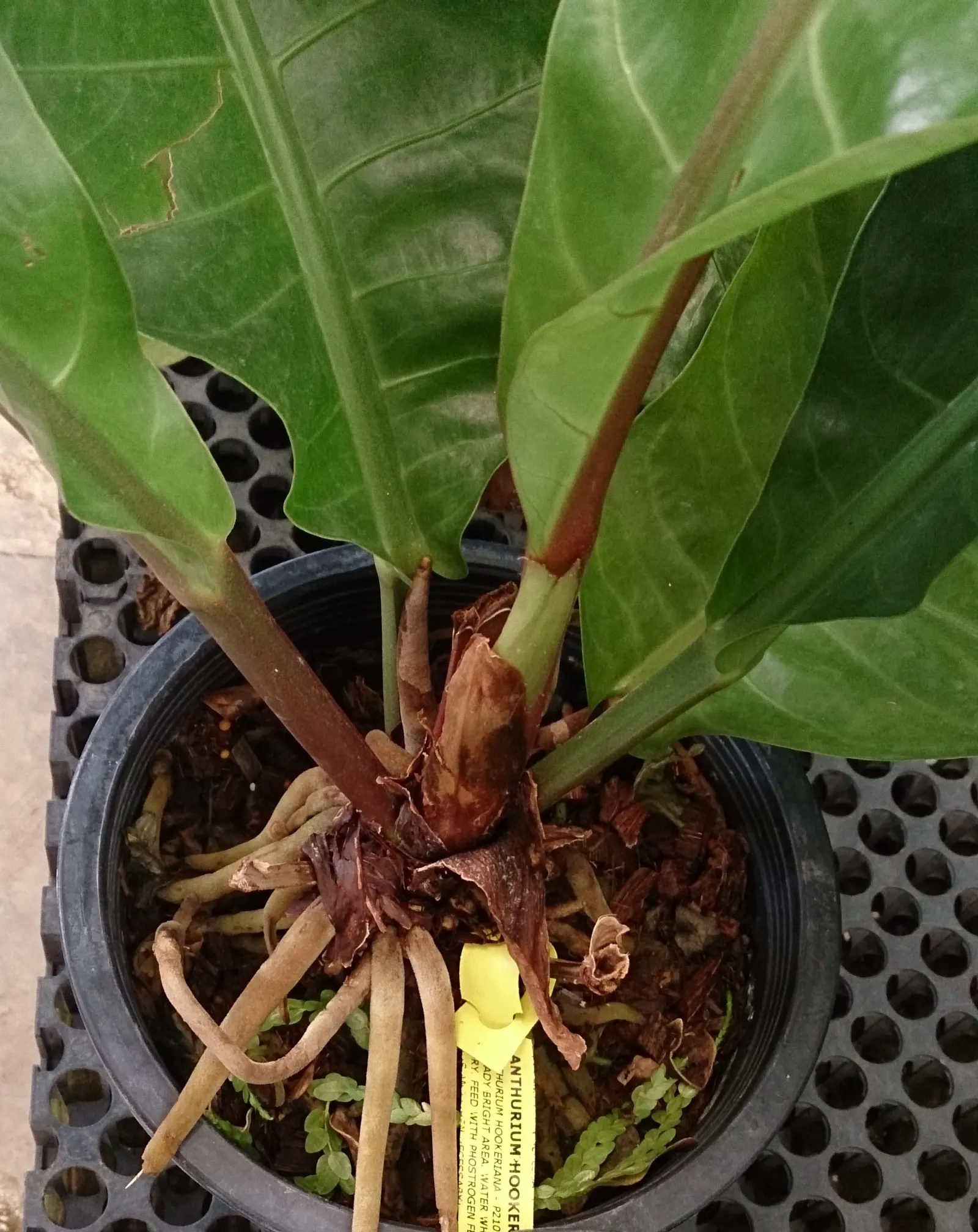 Bird's Nest Anthurium (Anthurium Hookeri) — Native to the rainforests of Central and South America; scientifically known as Anthurium hookeri