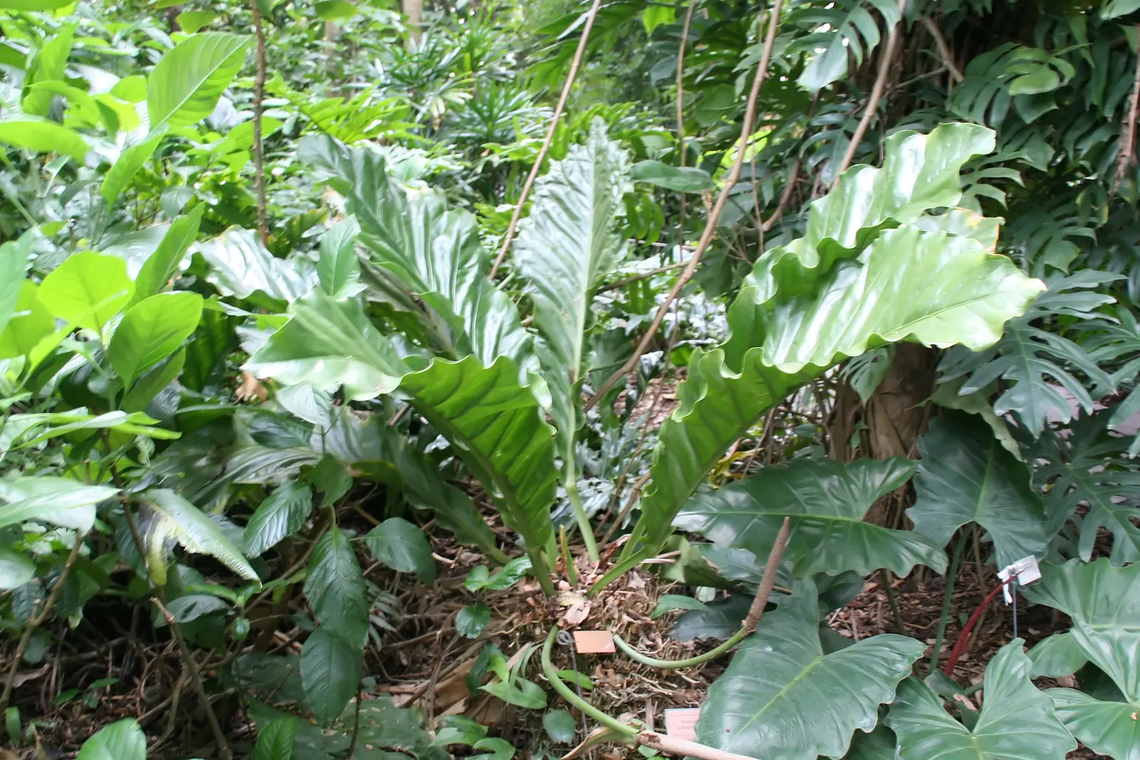 Bird's Nest Anthurium (Anthurium Hookeri) — which can grow up to 3 feet in length and 6 inches wide