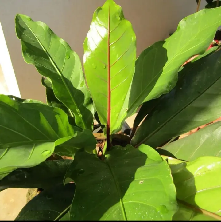 Bird's Nest Anthurium (Anthurium Hookeri) — is a remarkable and exotic plant species ideal for adding lush; it is a low-maintenance plant