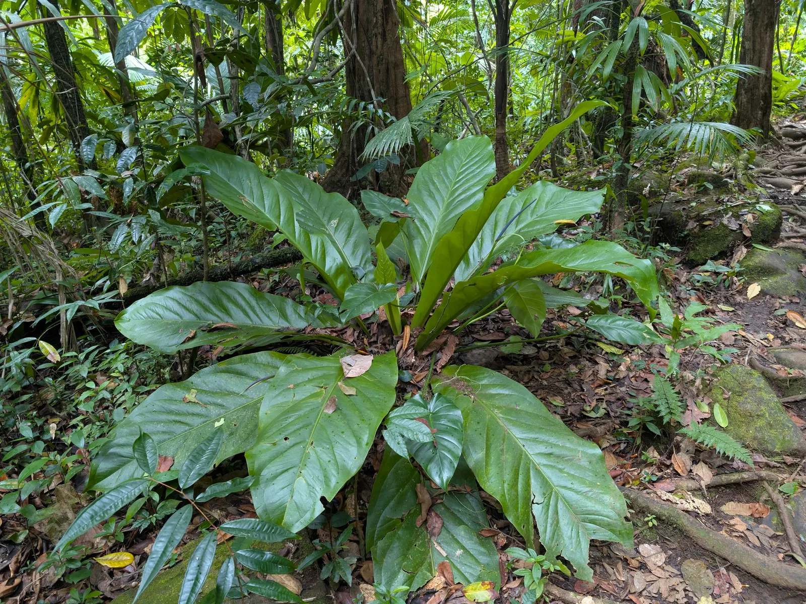 Bird's Nest Anthurium (Anthurium Hookeri) — preferring warm conditions and well-drained soil