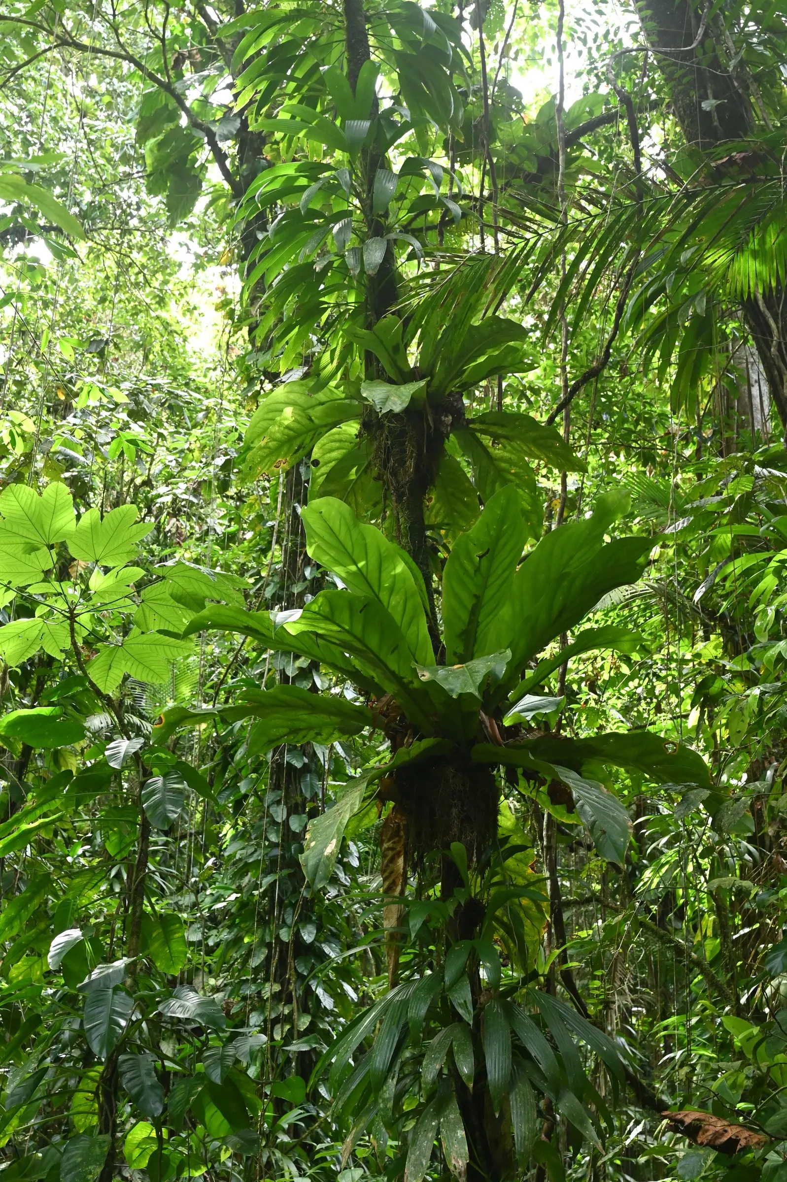 Bird's Nest Anthurium (Anthurium Hookeri) — Mulch can be used to help retain soil moisture
