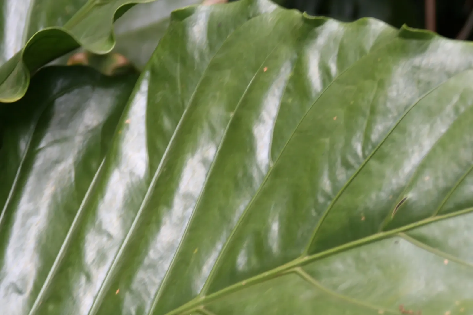 Bird's Nest Anthurium (Anthurium Hookeri) — perennial with red blooms