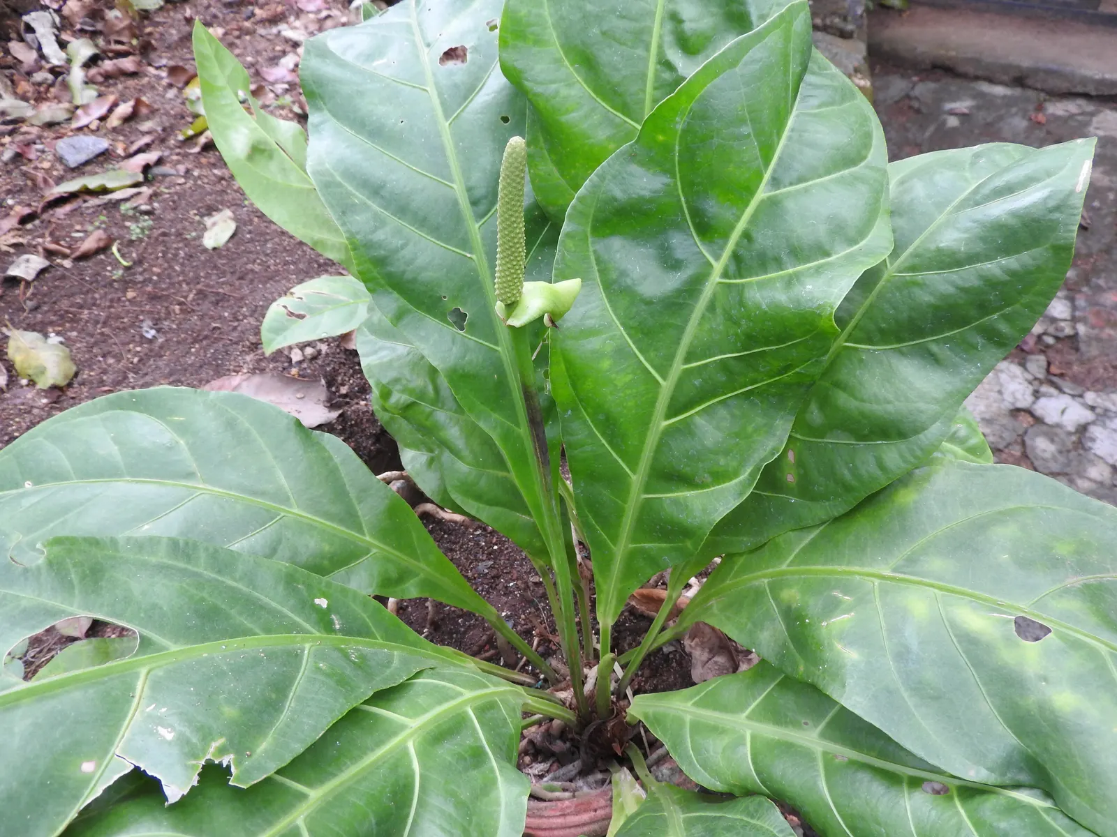 Bird's Nest Anthurium (Anthurium Hookeri) — producing inconspicuous flowers with a spadix and spathe typical of anthuriums; verdant accent to the landscape