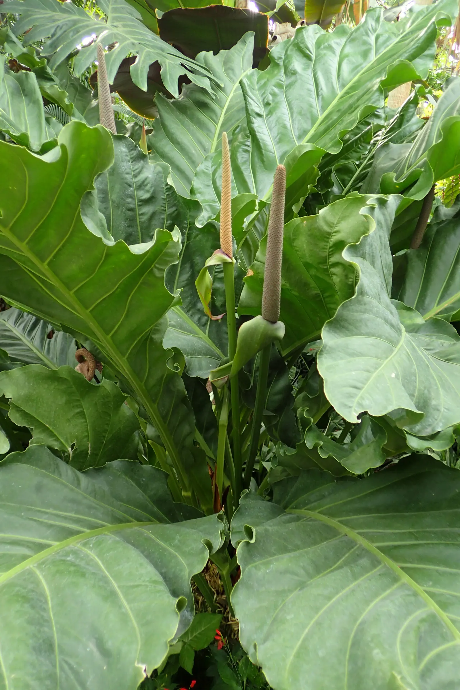 Bird's Nest Anthurium (Anthurium Hookeri) — is a remarkable and exotic plant species ideal for adding lush
