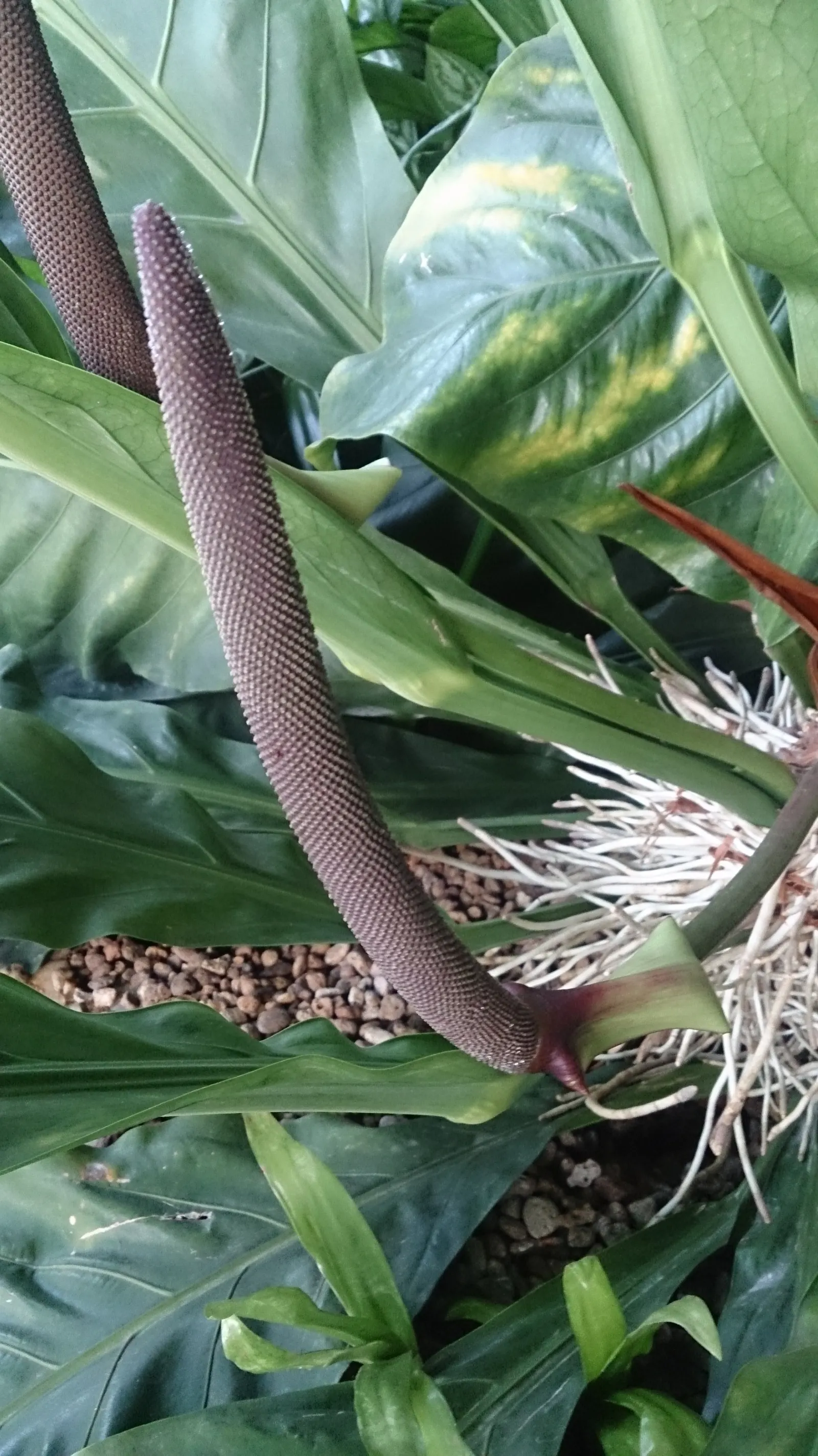 Bird's Nest Anthurium (Anthurium Hookeri) — indirect light and ample humidity