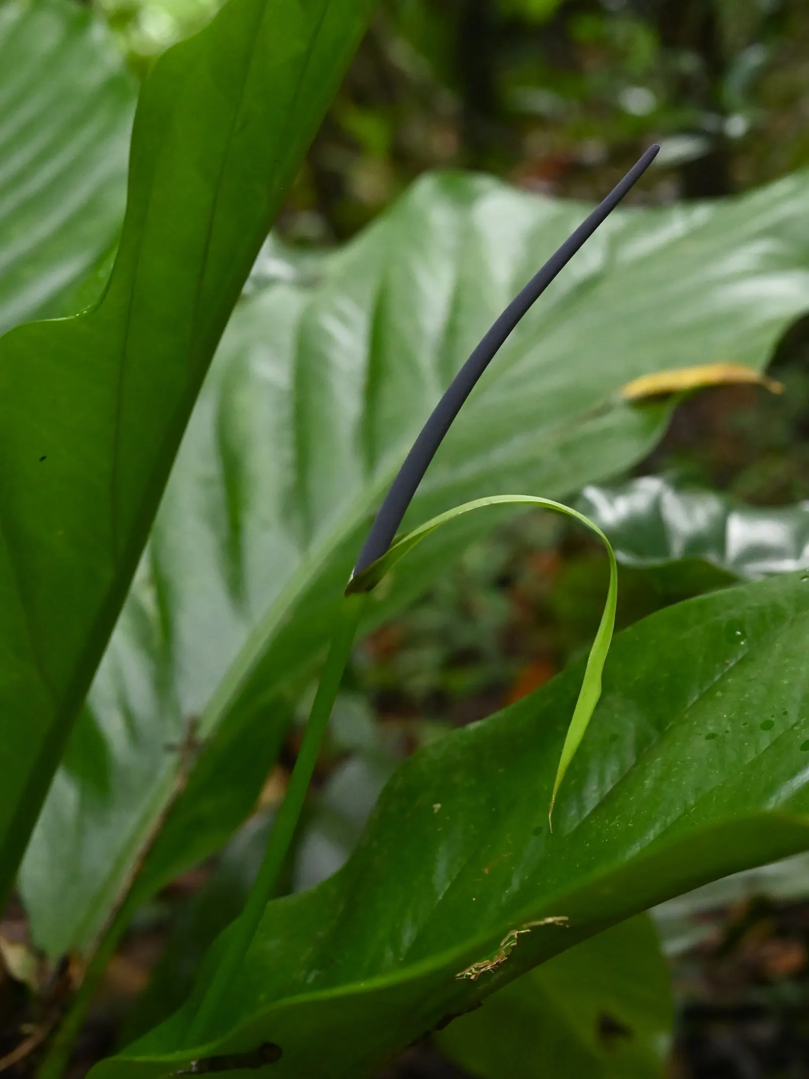 Bird's Nest Anthurium (Anthurium Hookeri) — verdant accent to the landscape design