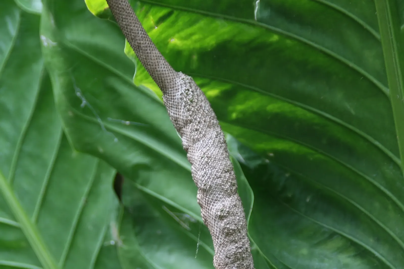 Bird's Nest Anthurium (Anthurium Hookeri) — It is a low-maintenance plant