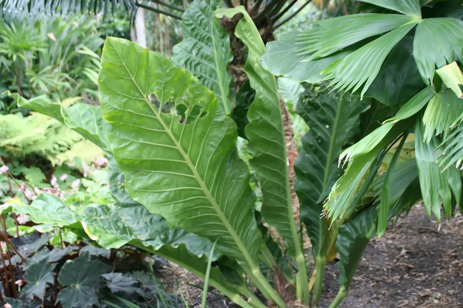 Bird's Nest Anthurium (Anthurium Hookeri) — Its leaves have pronounced; this epiphytic perennial thrives under the canopy of larger trees