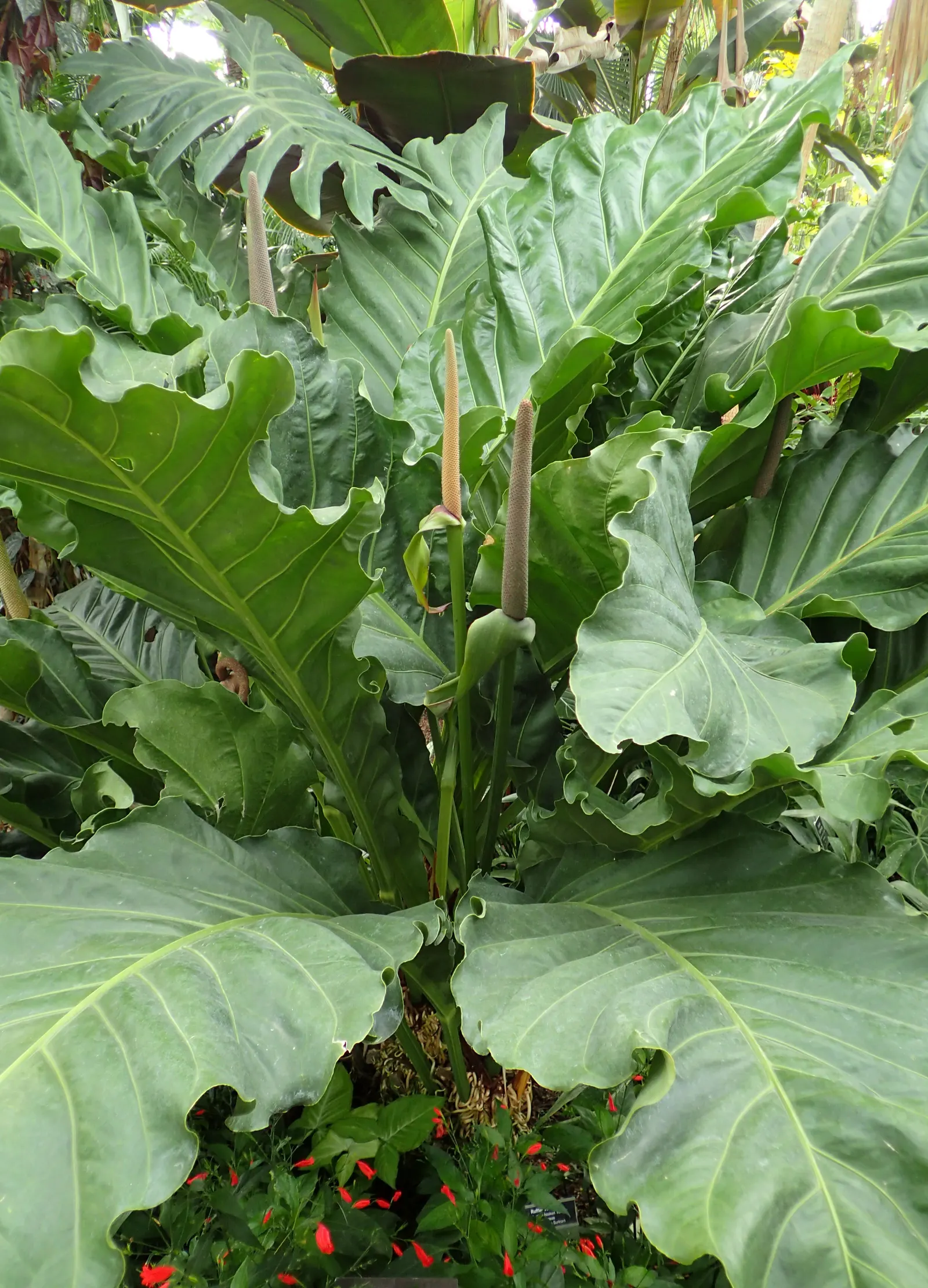 Bird's Nest Anthurium (Anthurium Hookeri) — this anthurium adds a striking; indirect light and ample humidity