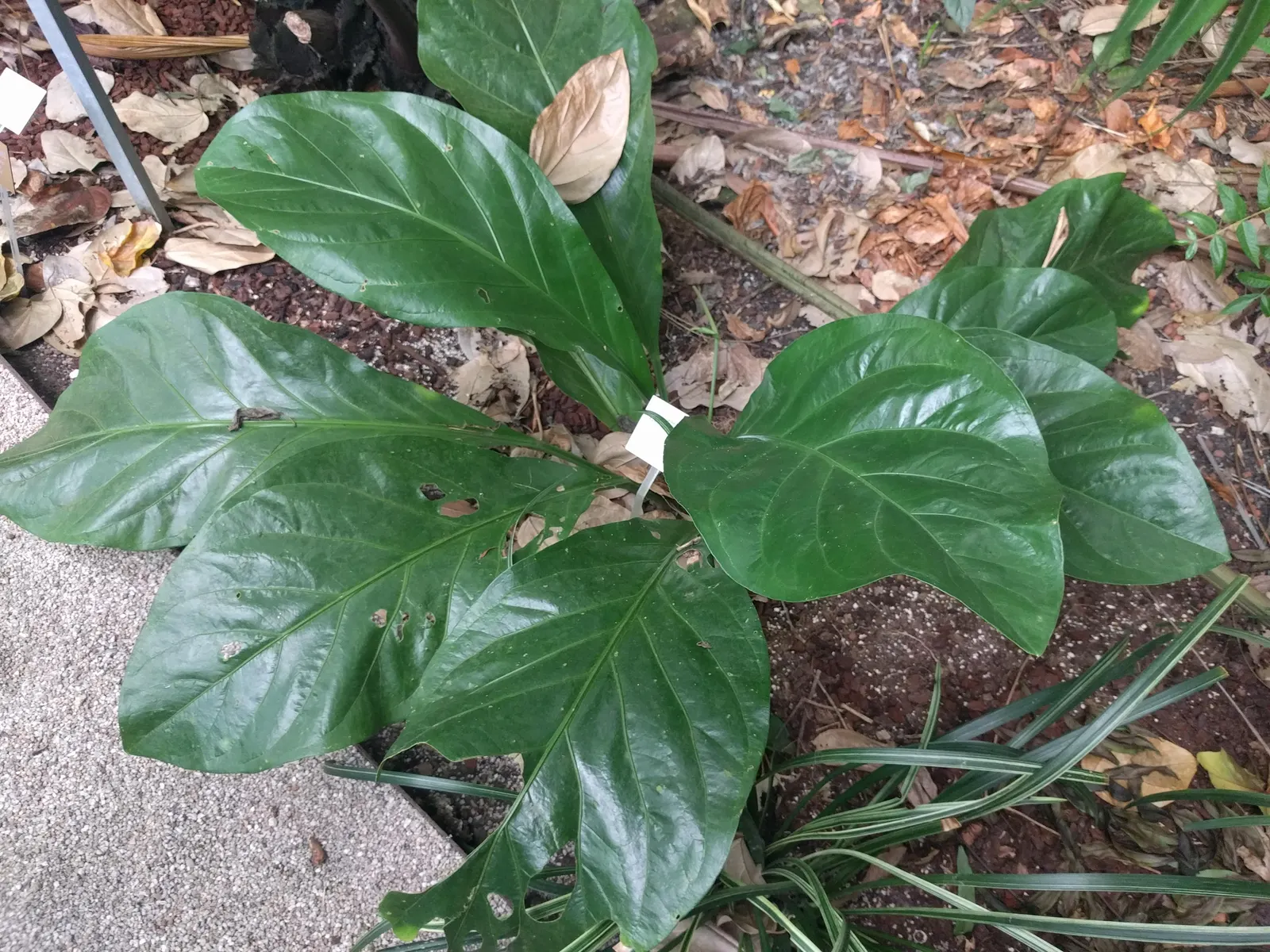 Bird's Nest Anthurium (Anthurium Hookeri) — Its leaves have pronounced