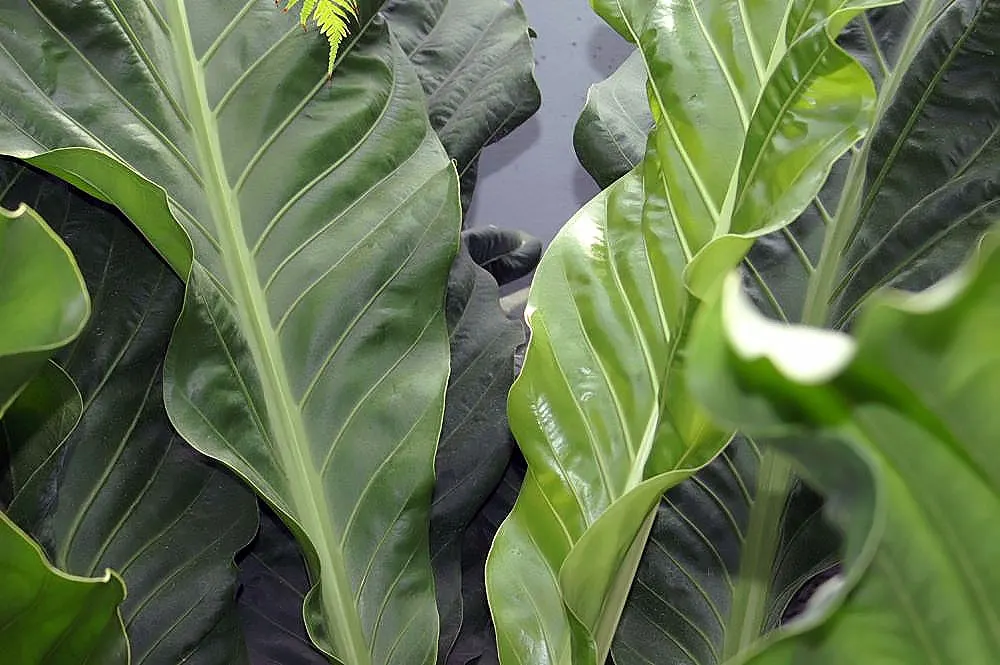 Bird's Nest Anthurium (Anthurium Hookeri) — which can grow up to 3 feet in length and 6 inches wide; red flowers in the garden