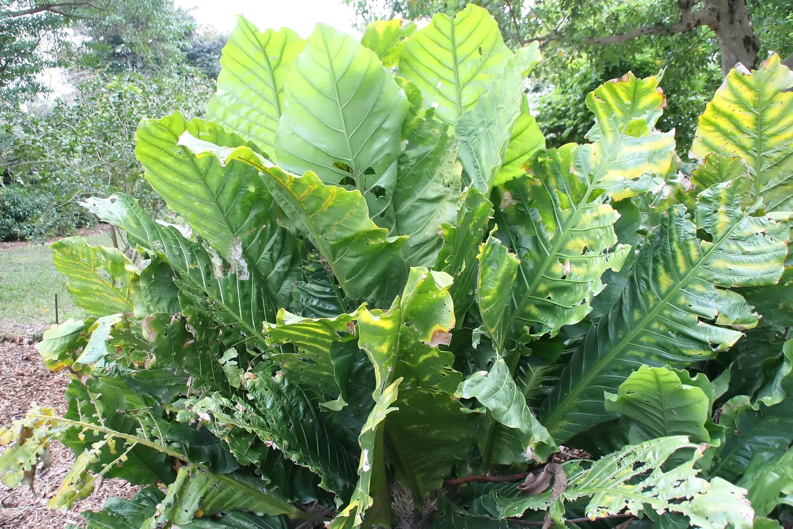 Bird's Nest Anthurium (Anthurium Hookeri) — while the spathe is often a subdued green or pale purple; native to the rainforests of Central and South America