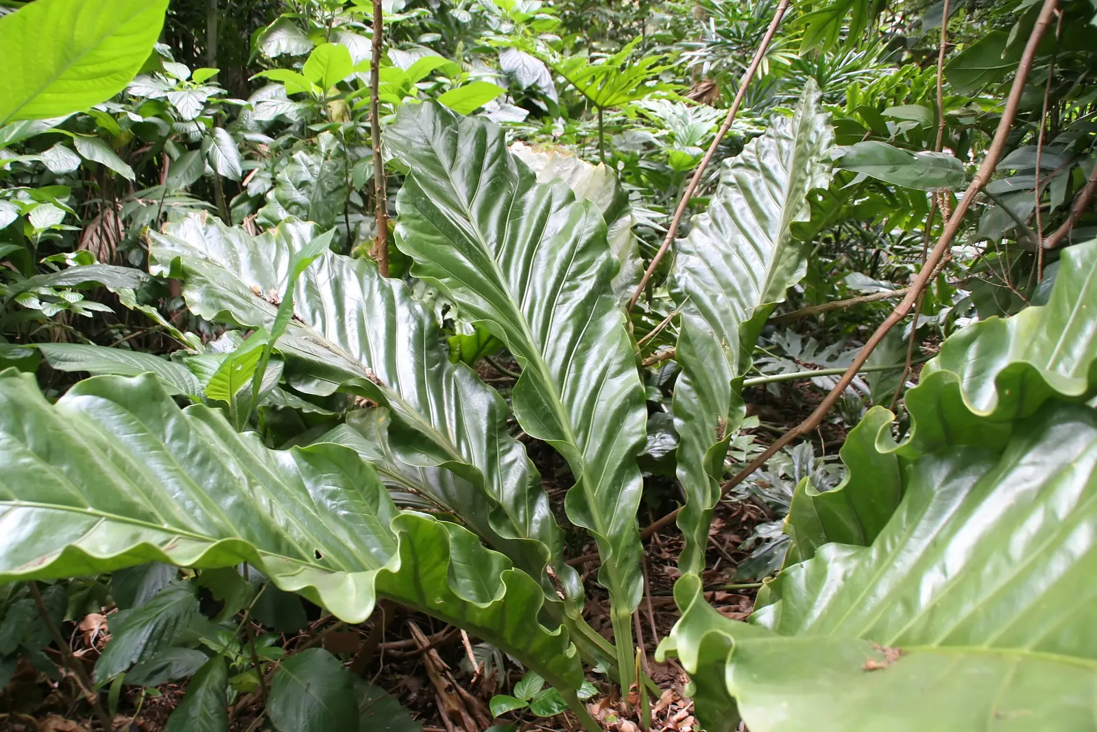 Bird's Nest Anthurium (Anthurium Hookeri) — preferring warm conditions and well-drained soil; its leaves have pronounced