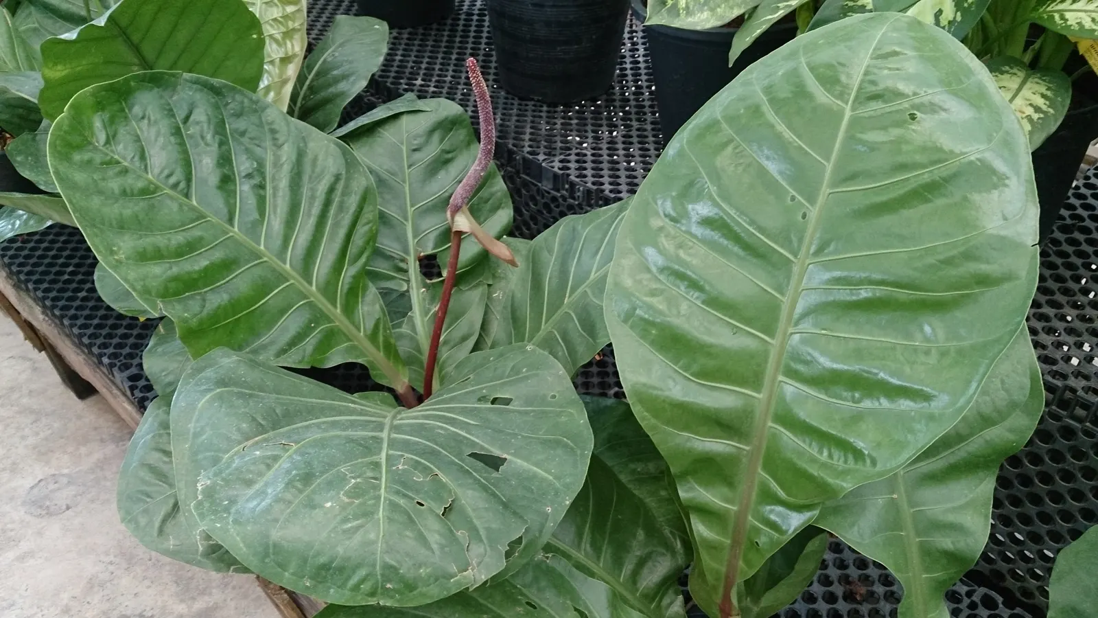 Bird's Nest Anthurium (Anthurium Hookeri) — bowl-like rosette resembling a bird's nest.<br><br>This species blooms periodically throughout the year; while the