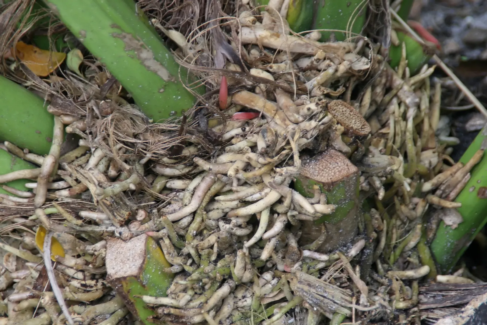 Bird's Nest Anthurium (Anthurium Hookeri) — It is a low-maintenance plant; is a remarkable and exotic plant species ideal for adding lush